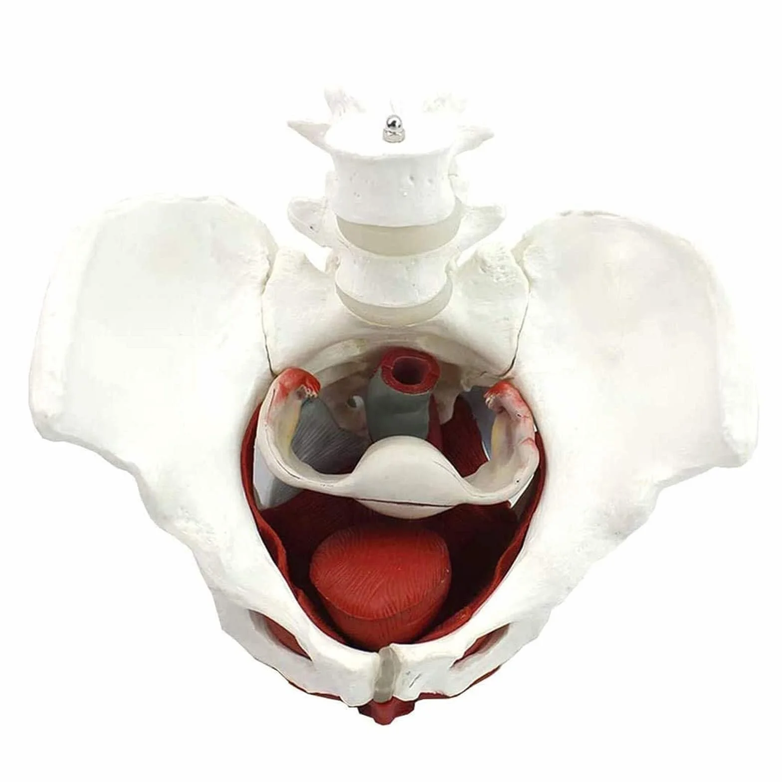 Anatomiczna medyczna kobieca miednica ze zdejmowanymi narządami. Naturalna wielkość kobieca model miednicy dla medycyny i nauczania