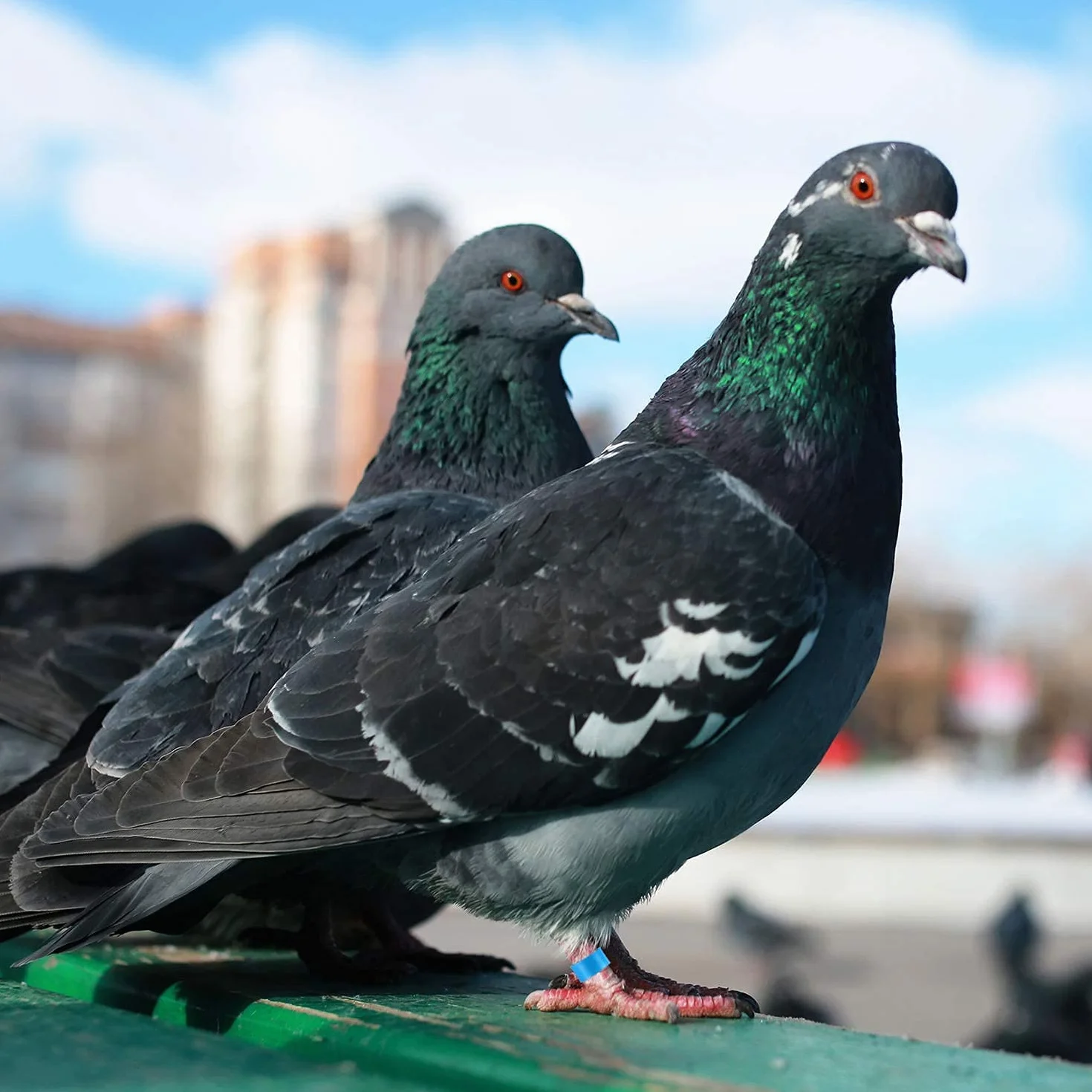 Voarge 60 sztuk plastikowych pierścieni na nogi dla kur, kaczek, kur, gołębi, małych zwierząt, 6 kolorów, łatwe do rozróżnienia