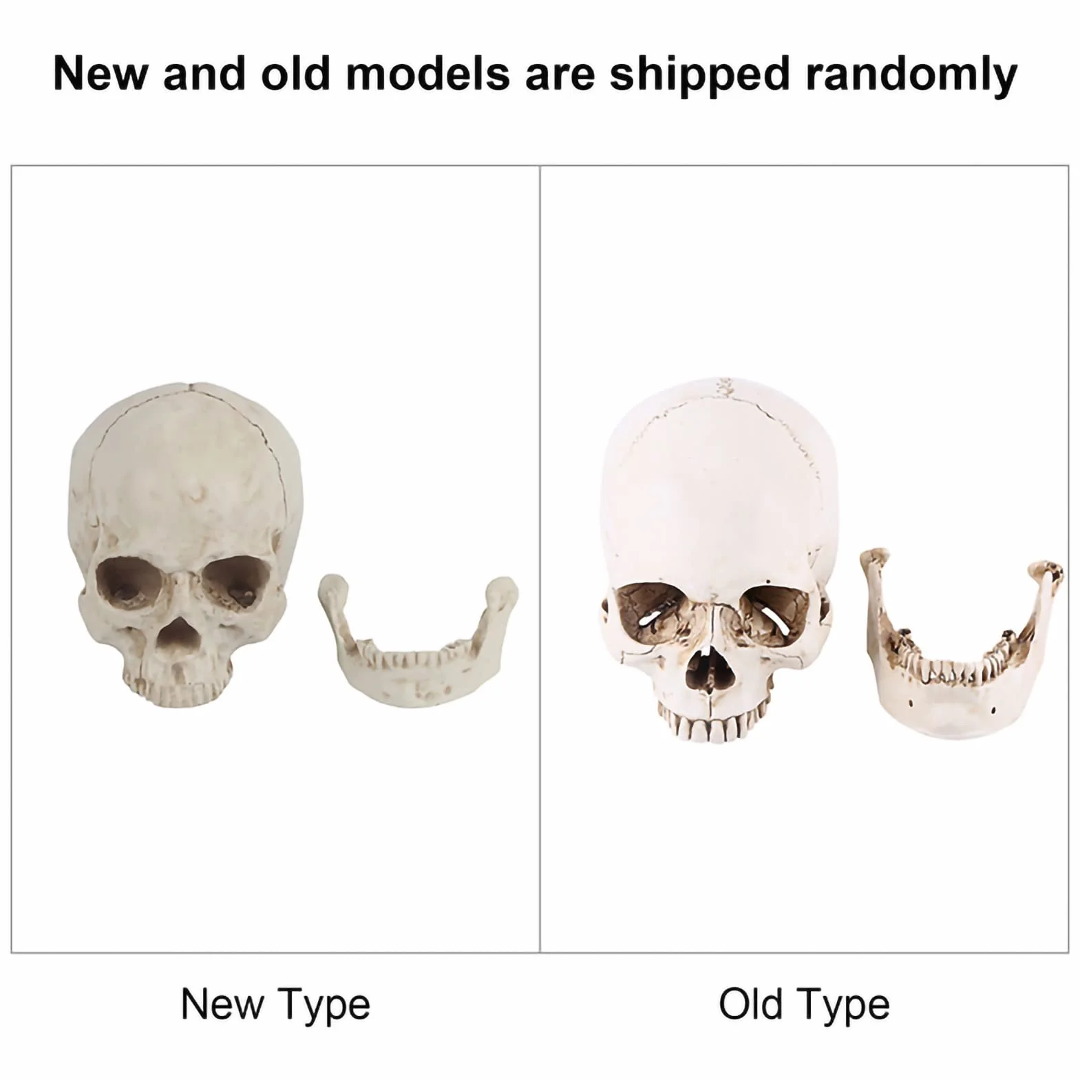 Realistyczna Replika Czaszki Ludzkiej, Biała żywica, z Ruchomą Szczęką, Model Anatomiczny na Halloween