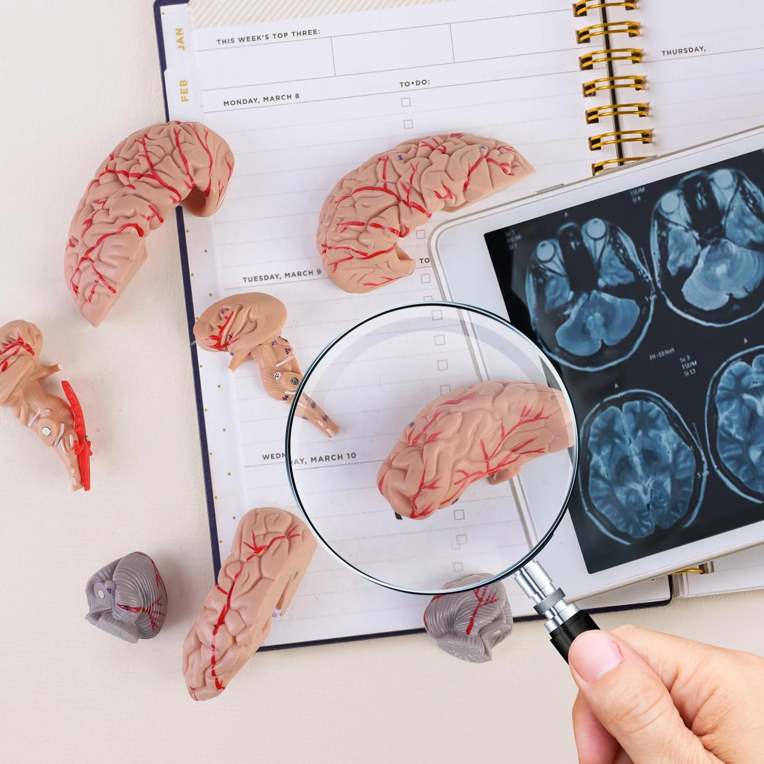 ERWEY anatomiczny model czaszki i mózgu, Anatomiczny ludzki model głowy z mózgiem i grawerowanym laserowo tekstem, w skali 1:1, Zdejmowana dorosła ludzka czaszka z 8 częściami