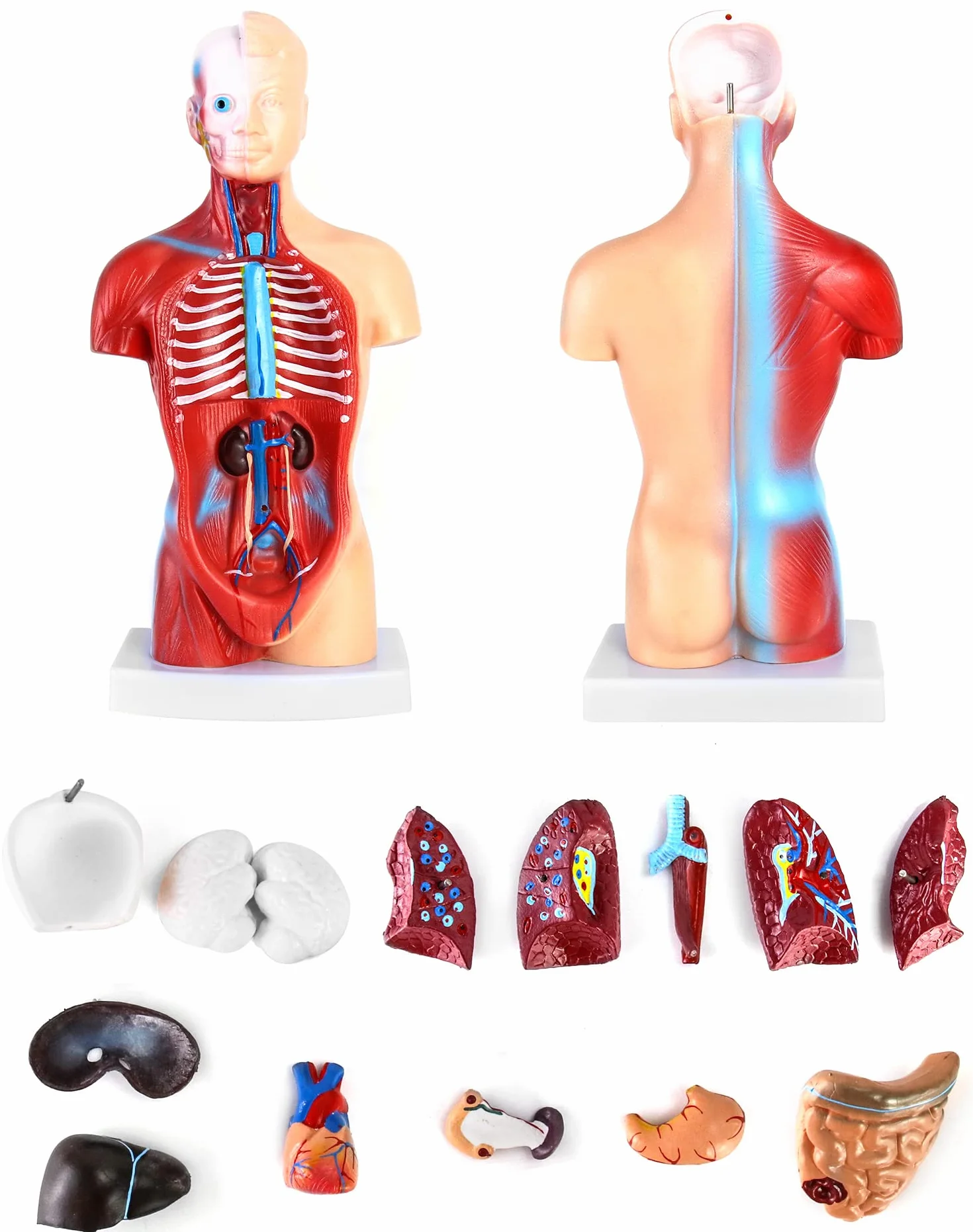 QWORK® 15-częściowy model anatomiczny człowieka-czaszka mózg tułowia i narządy wewnętrzne-dla studentów medycyny, lekarzy i nauczycieli-28 cm