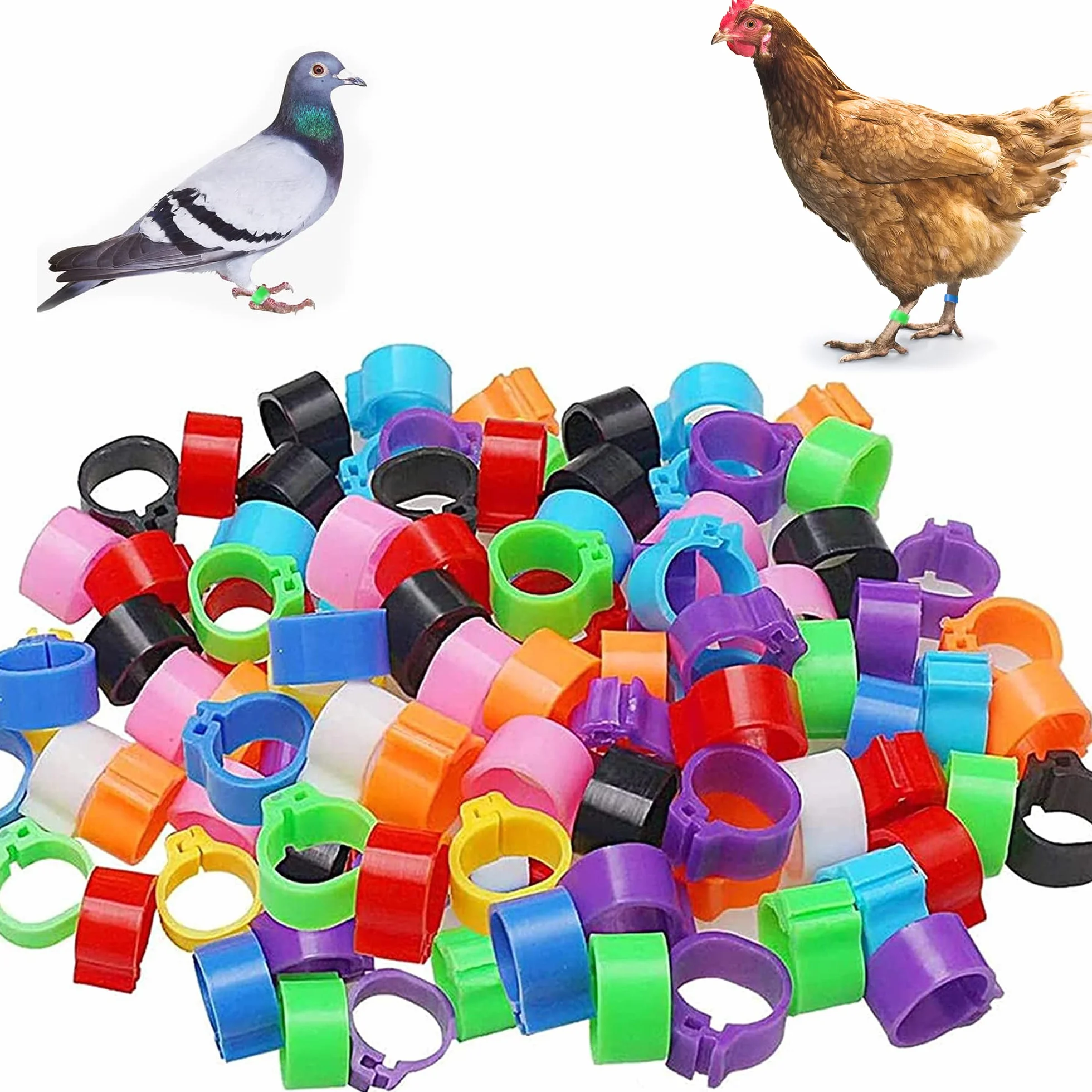 Kolorowe PierśCienie Na Nogi Oznaczenie PierśCieni NóG ObrąCzki Na Nogi Dla GołęBi 100 Sztuk 10mm Bez SłOwa Rozpoznawanie Bagnetu PierśCień GołęBi, 10 KoloróW PierśCień Ze Stopą GołęBia Ze Stopą