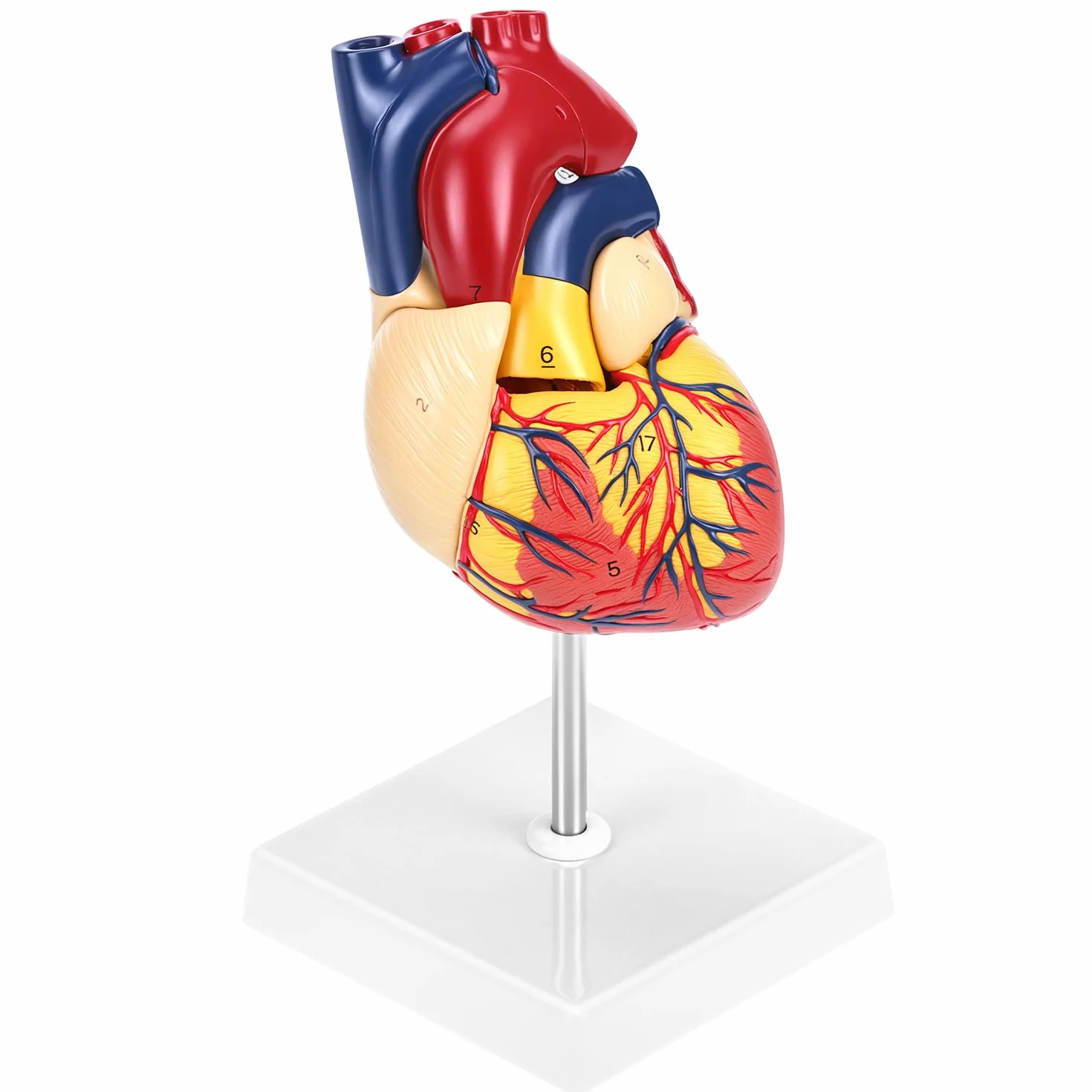 QWORK® Scientific Human Heart Model for Anatomy, 2-częściowe modele serca naturalnej wielkości z 34 oznaczeniami anatomicznymi i podstawą z PVC do lekcji szkolnych