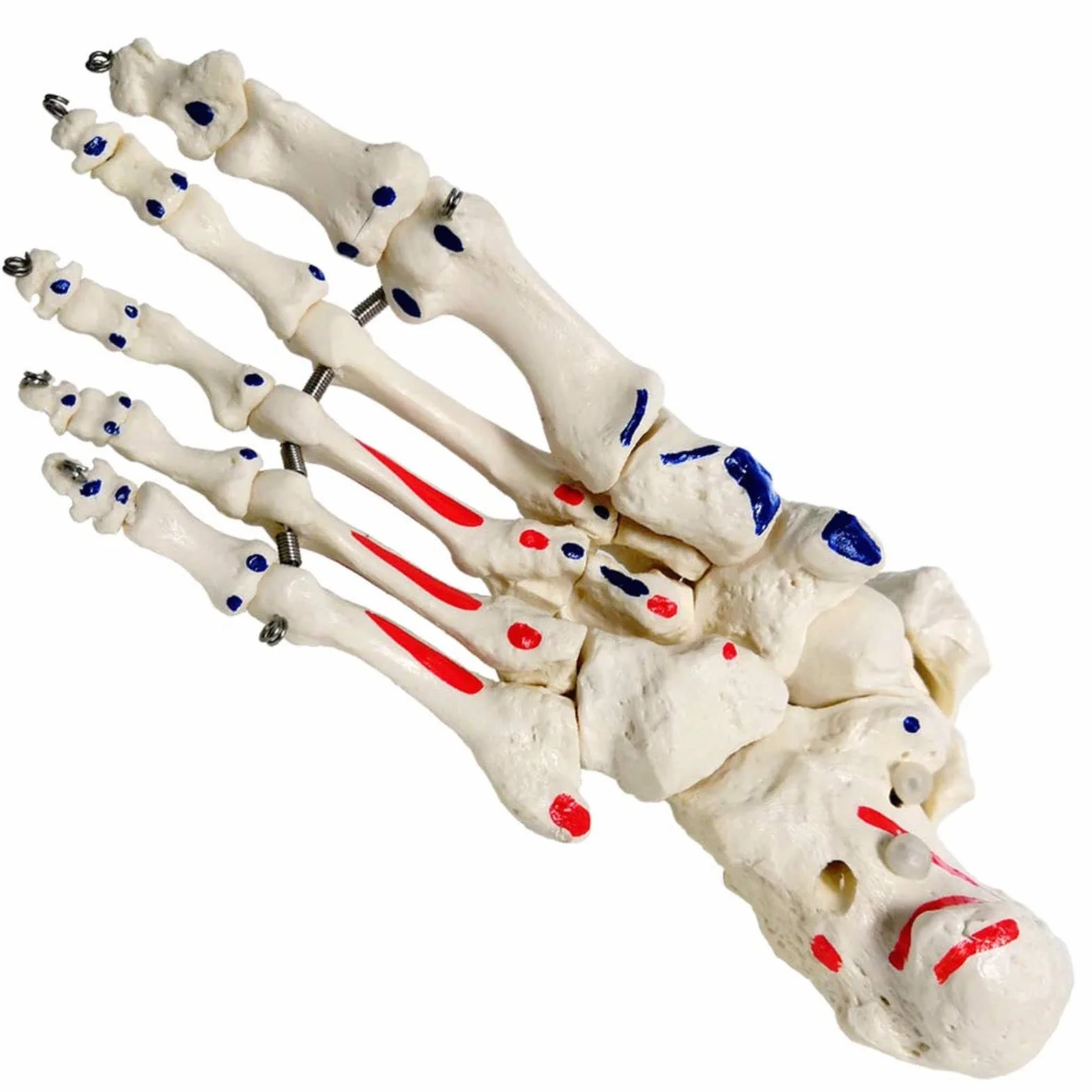 EVOTECH SCIENTIFIC Ludzki model stóp i kolaczków, wielkość życia z pochodzeniem mięśni i podejściami, malowany, medyczny model szkieletu stóp anatomii z fibula tibia, prawy, w pełni ruchomy
