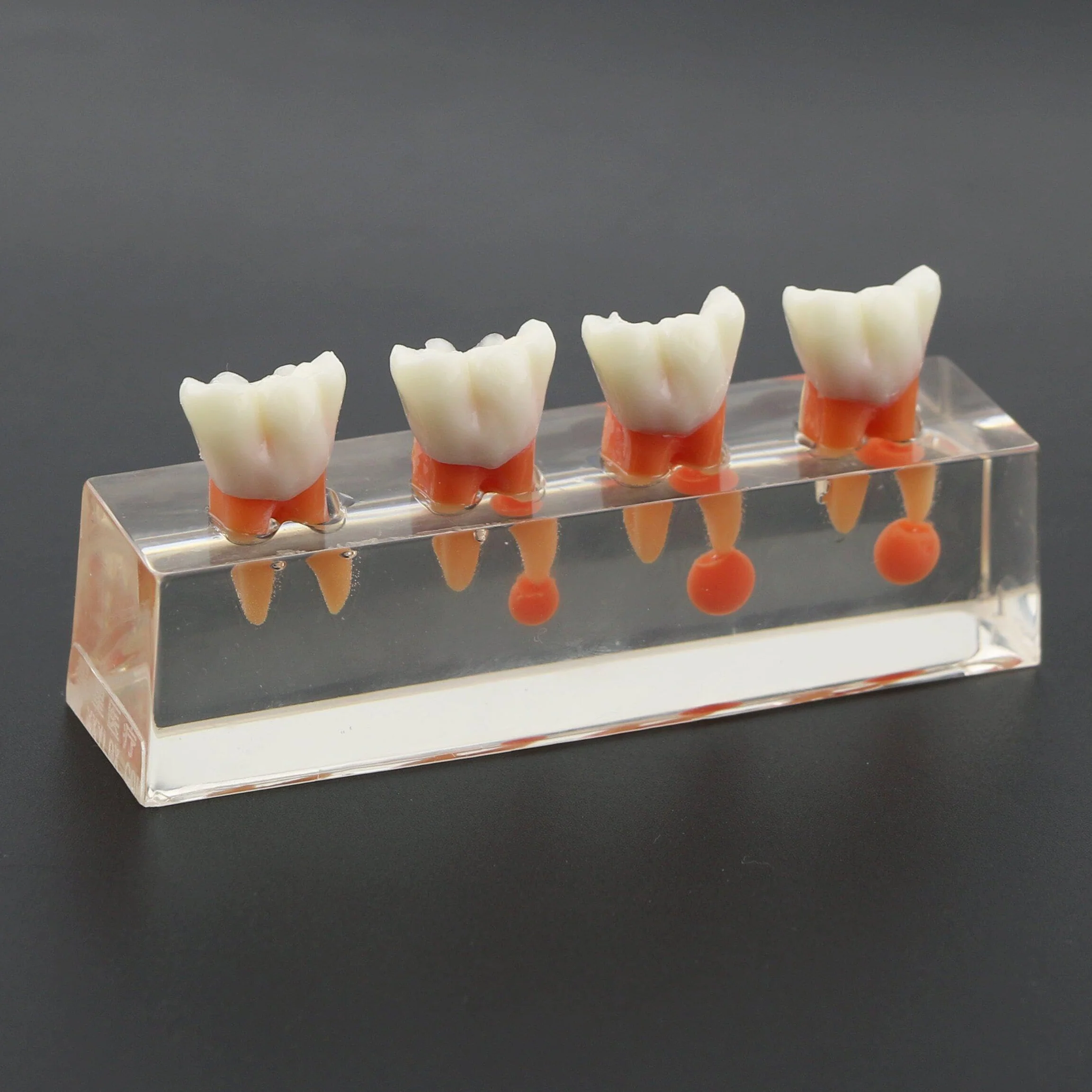 Model zębów dentystycznych leczenie endodontyczne przezroczysty demonstruje model nauczania stomatologicznego model do nauki nauczania edukacji pacjenta