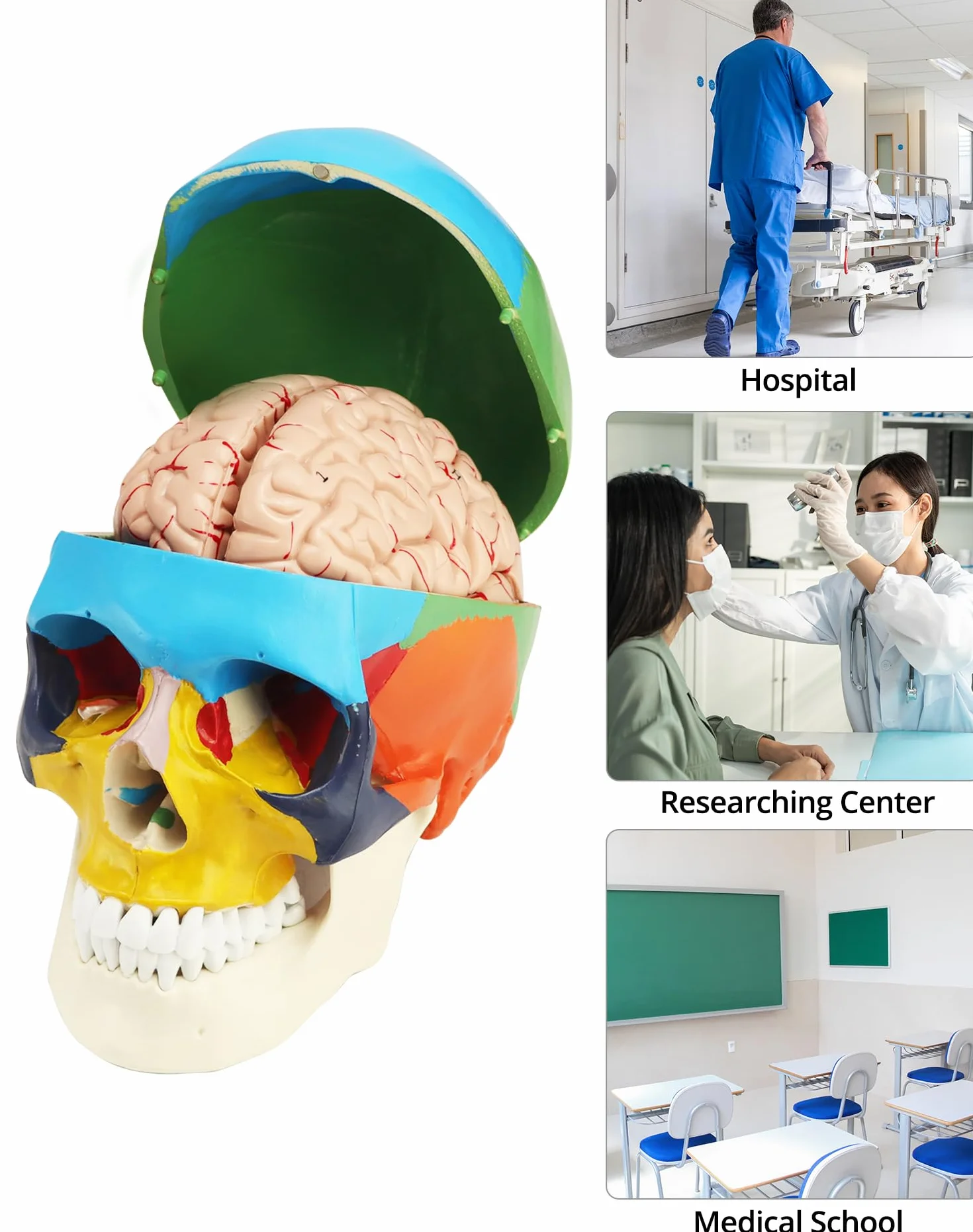 QWORK® 3-częściowy model czaszki i 8-częściowy model mózgu z liczbami, model anatomiczny naturalnej wielkości 1:1 do nauczania medycyny