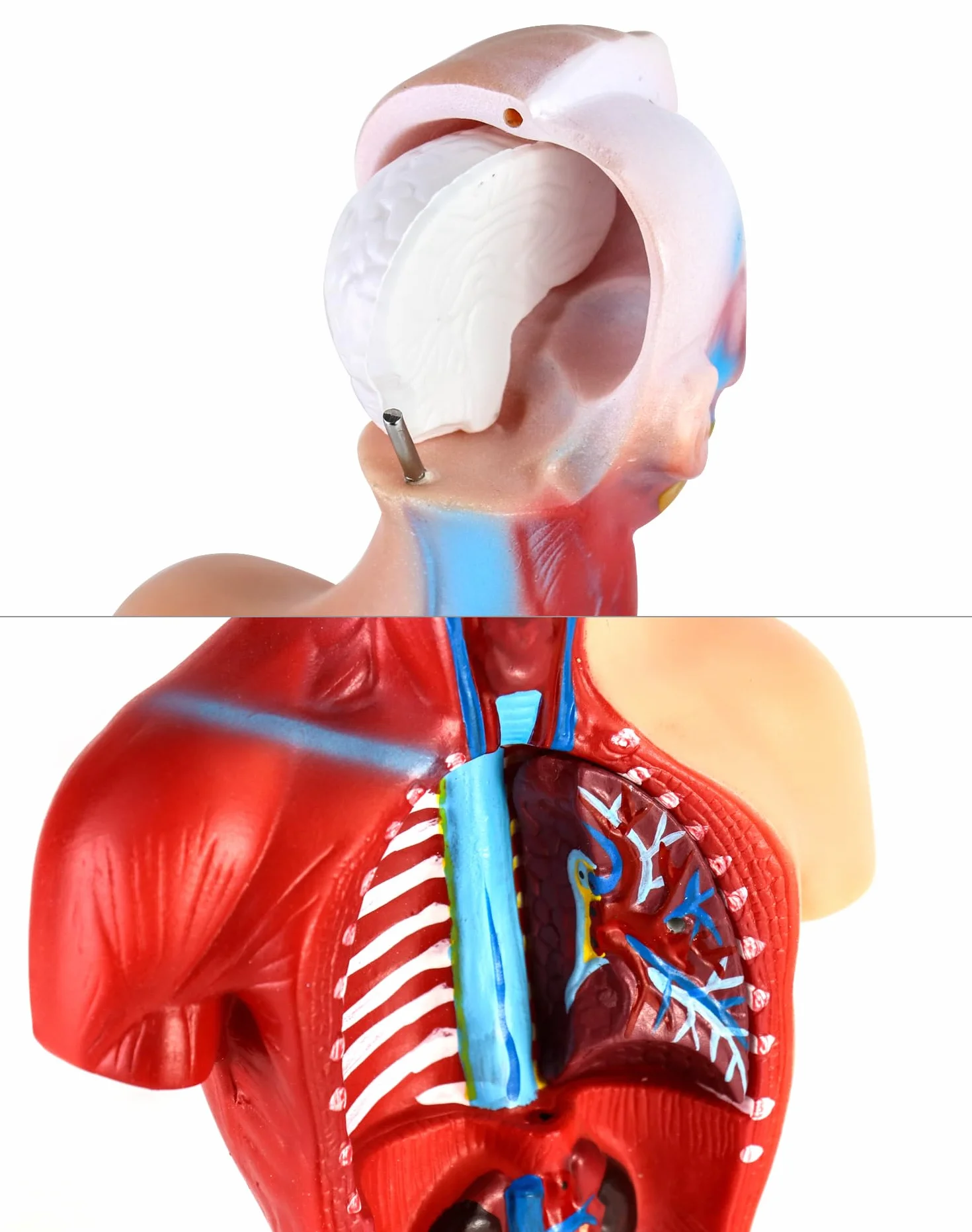 QWORK® 15-częściowy model anatomiczny człowieka-czaszka mózg tułowia i narządy wewnętrzne-dla studentów medycyny, lekarzy i nauczycieli-28 cm