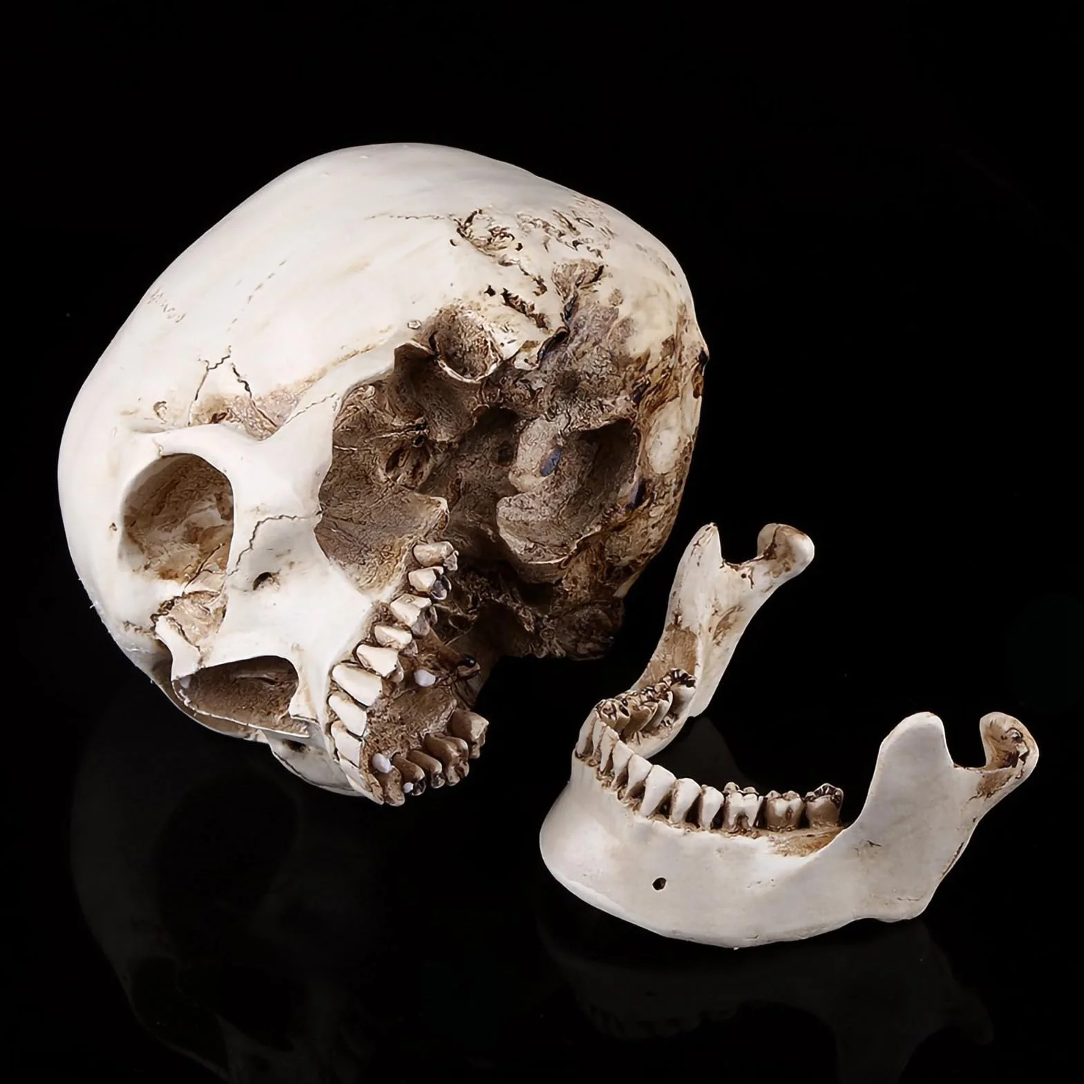 Realistyczna Replika Czaszki Ludzkiej, Biała żywica, z Ruchomą Szczęką, Model Anatomiczny na Halloween