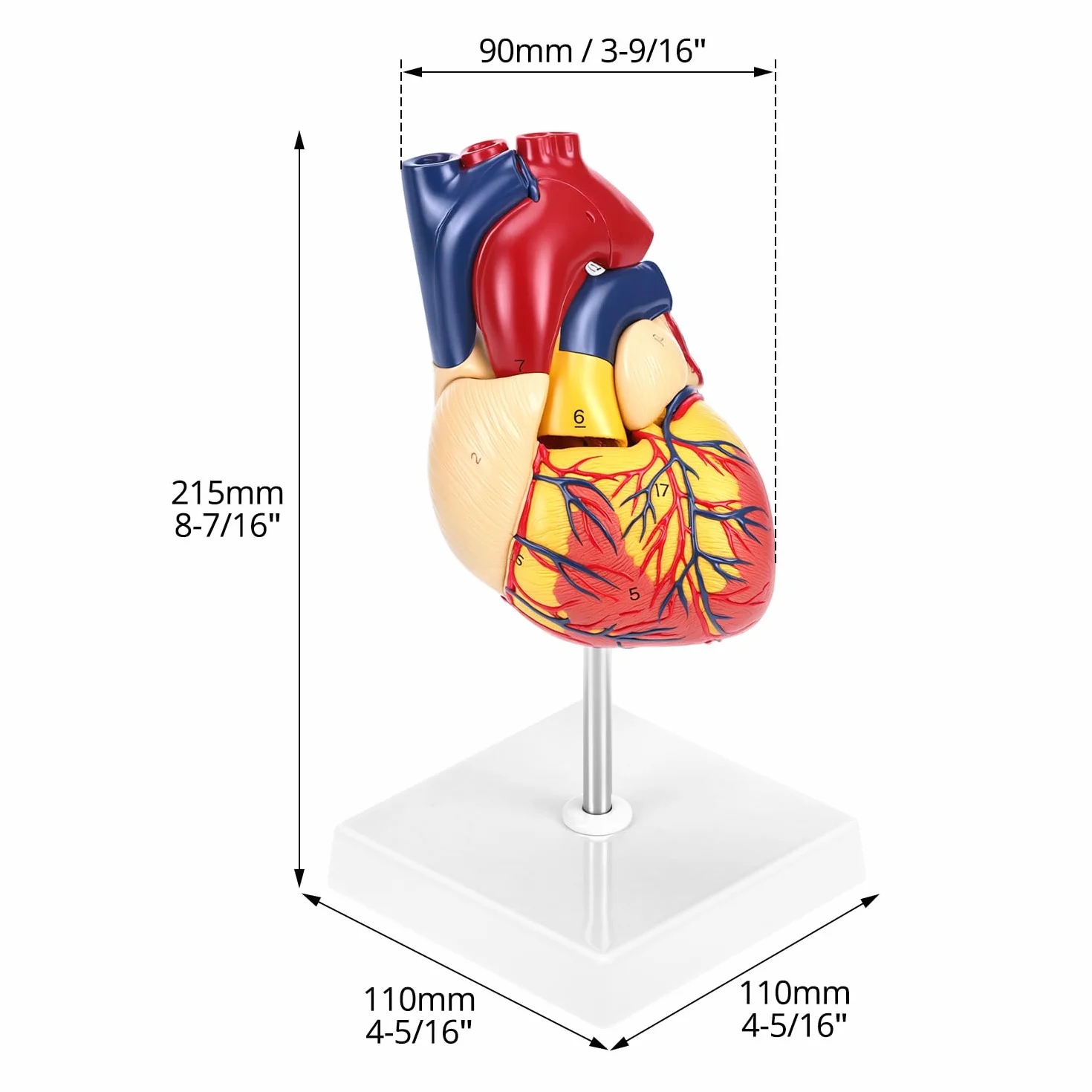 QWORK® Scientific Human Heart Model for Anatomy, 2-częściowe modele serca naturalnej wielkości z 34 oznaczeniami anatomicznymi i podstawą z PVC do lekcji szkolnych