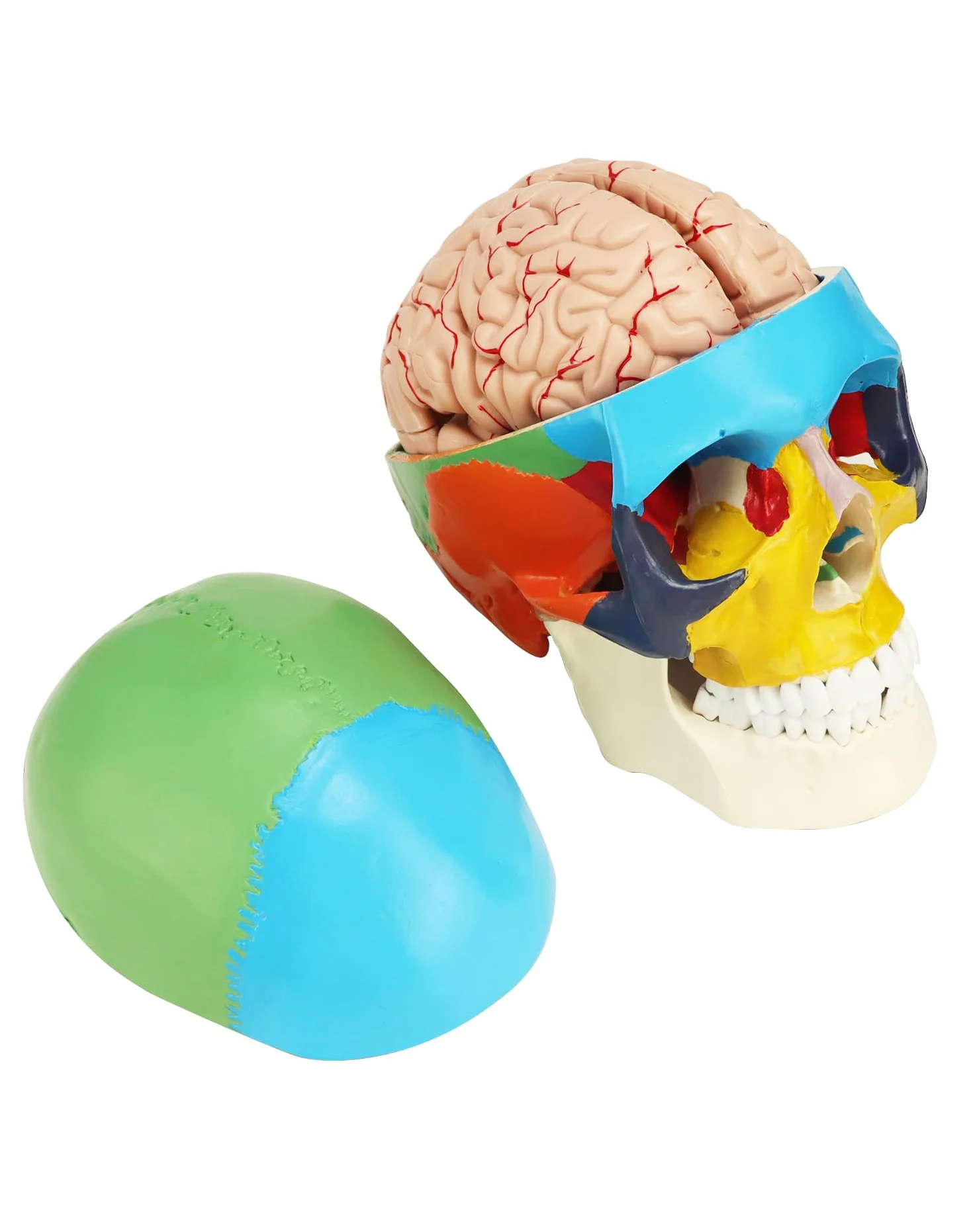 QWORK® 3-częściowy model czaszki i 8-częściowy model mózgu z liczbami, model anatomiczny naturalnej wielkości 1:1 do nauczania medycyny