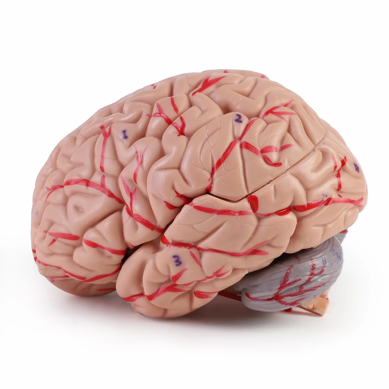 ERWEY anatomiczny model czaszki i mózgu, Anatomiczny ludzki model głowy z mózgiem i grawerowanym laserowo tekstem, w skali 1:1, Zdejmowana dorosła ludzka czaszka z 8 częściami