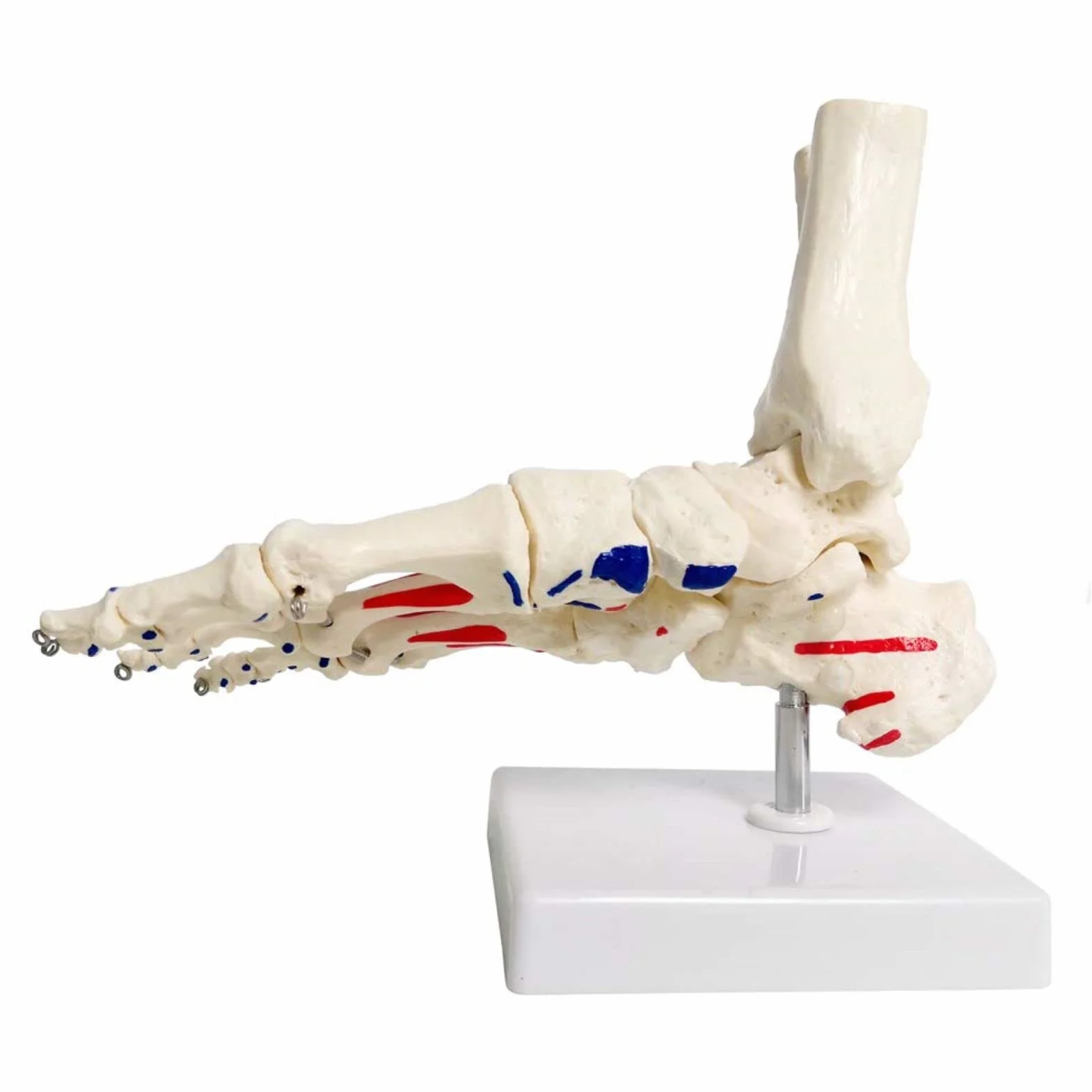 EVOTECH SCIENTIFIC Ludzki model stóp i kolaczków, wielkość życia z pochodzeniem mięśni i podejściami, malowany, medyczny model szkieletu stóp anatomii z fibula tibia, prawy, w pełni ruchomy