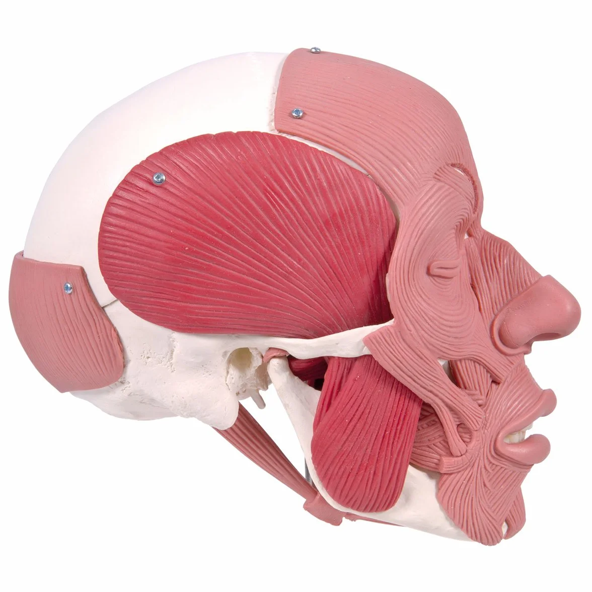 3B Scientific 1020181 Anatomia człowieka - Model czaszki z mięśniami twarzy i połączeniami magnetycznymi + bezpłatne oprogramowanie do anatomii - Inteligentna anatomia 3B