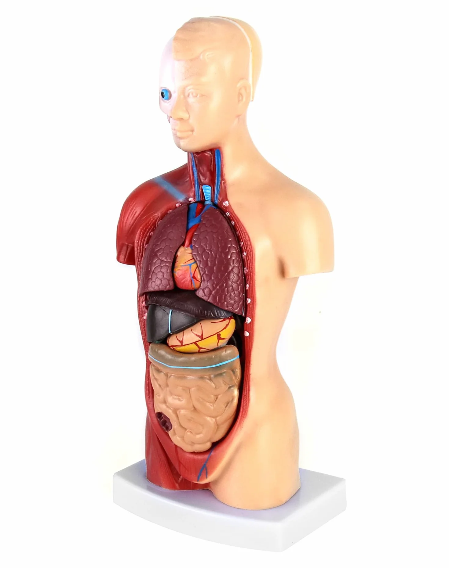 QWORK® 15-częściowy model anatomiczny człowieka-czaszka mózg tułowia i narządy wewnętrzne-dla studentów medycyny, lekarzy i nauczycieli-28 cm
