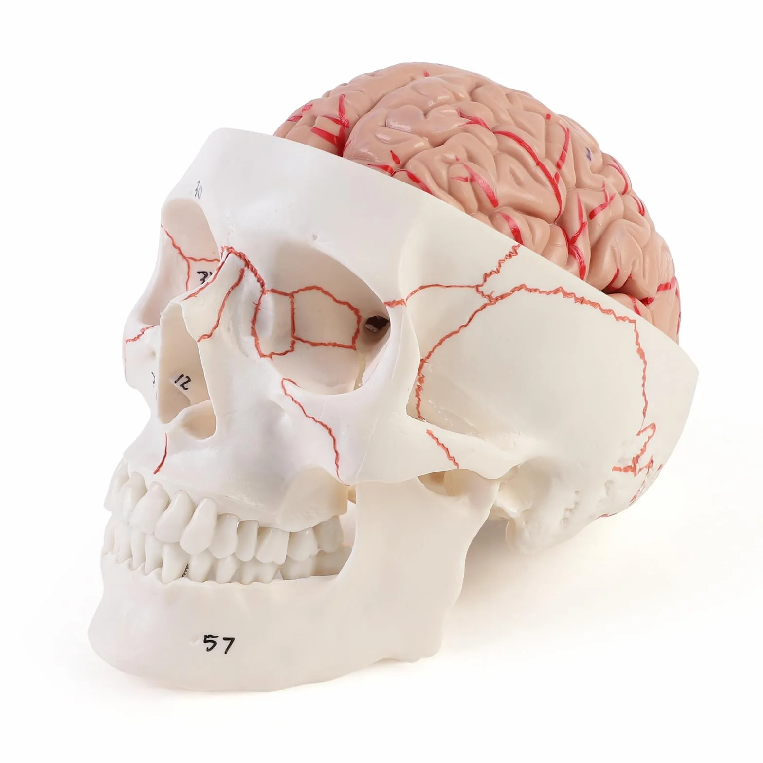 ERWEY anatomiczny model czaszki i mózgu, Anatomiczny ludzki model głowy z mózgiem i grawerowanym laserowo tekstem, w skali 1:1, Zdejmowana dorosła ludzka czaszka z 8 częściami