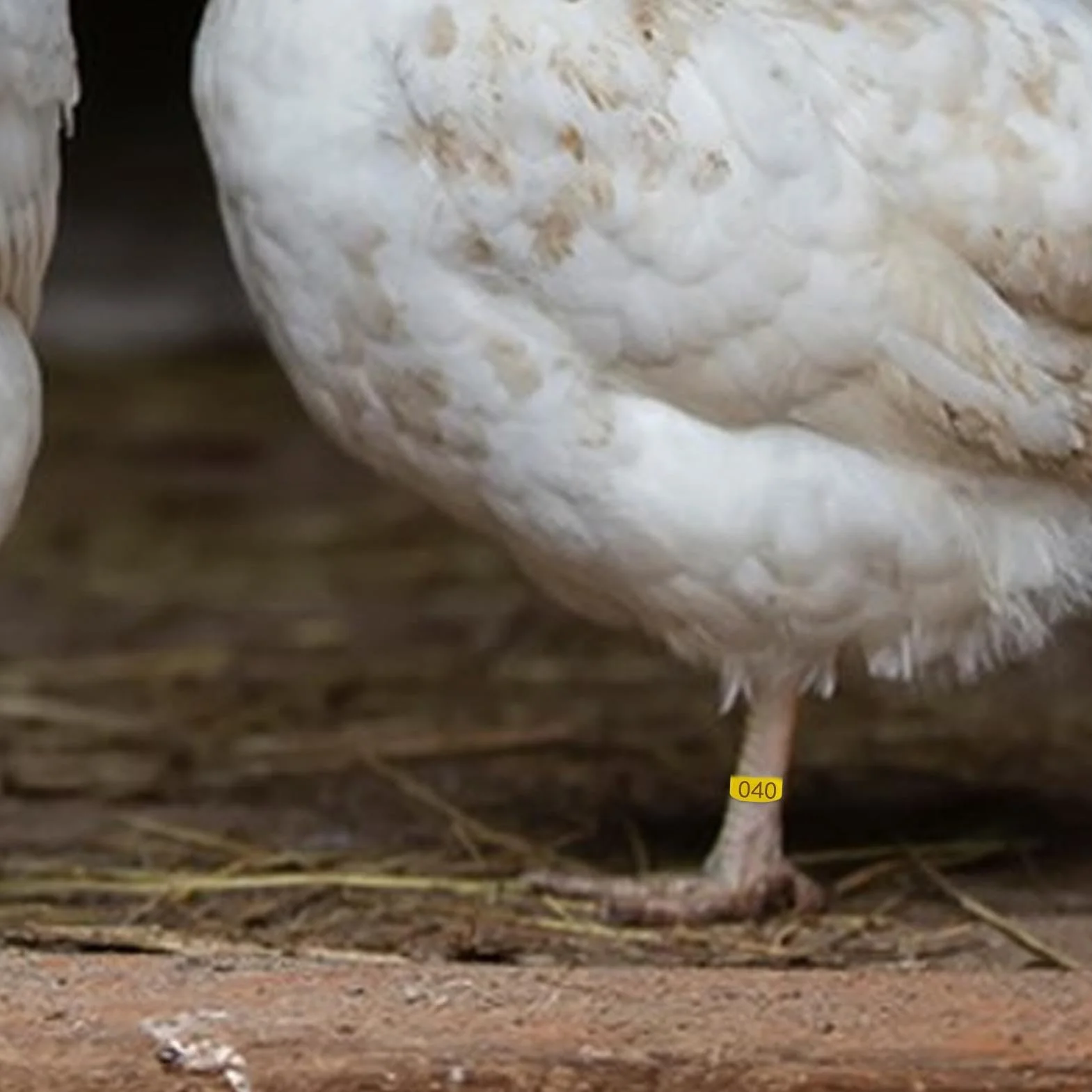 Pierścienie na udka kurczaka, klips na udka kurczaka – klips na udka kurczaka, uda drobiowe, ponumerowane znaczniki | Przenośne opaski na nogi kurczaka, zawieszki do stóp dla kaczek, drobiu i kur