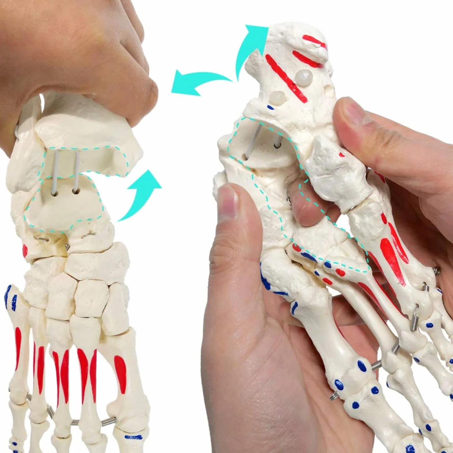 EVOTECH SCIENTIFIC Ludzki model stóp i kolaczków, wielkość życia z pochodzeniem mięśni i podejściami, malowany, medyczny model szkieletu stóp anatomii z fibula tibia, prawy, w pełni ruchomy
