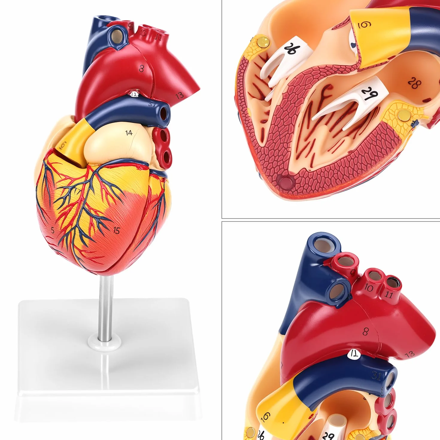 QWORK® Scientific Human Heart Model for Anatomy, 2-częściowe modele serca naturalnej wielkości z 34 oznaczeniami anatomicznymi i podstawą z PVC do lekcji szkolnych