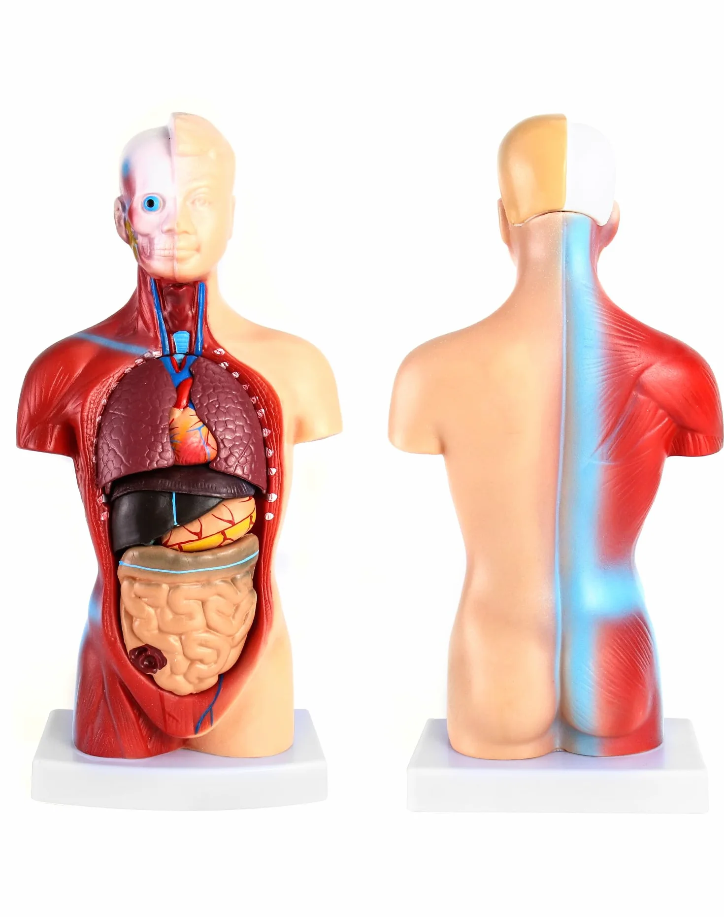 QWORK® 15-częściowy model anatomiczny człowieka-czaszka mózg tułowia i narządy wewnętrzne-dla studentów medycyny, lekarzy i nauczycieli-28 cm