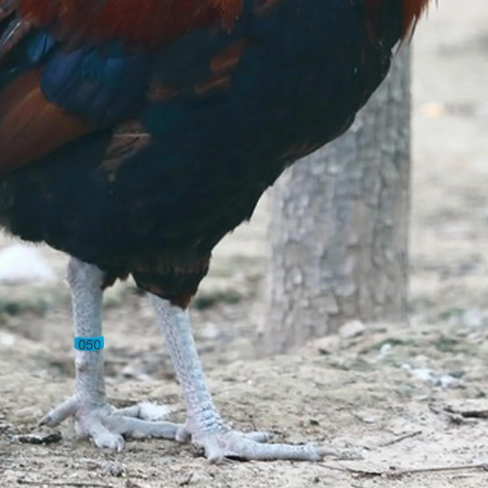 Obrączki na nogi z kurczaka, ponumerowane zawieszki na nogi, ponumerowane zawieszki na nogi, przenośne, dla kaczek, kur, gęsi, drobiu