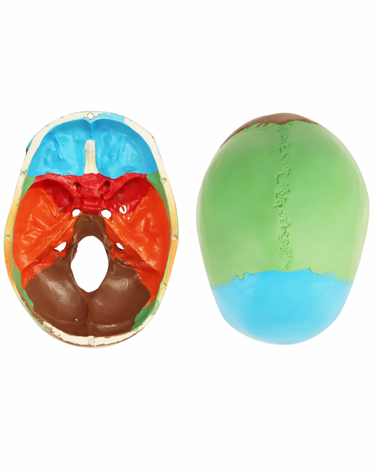 QWORK® 3-częściowy model czaszki i 8-częściowy model mózgu z liczbami, model anatomiczny naturalnej wielkości 1:1 do nauczania medycyny