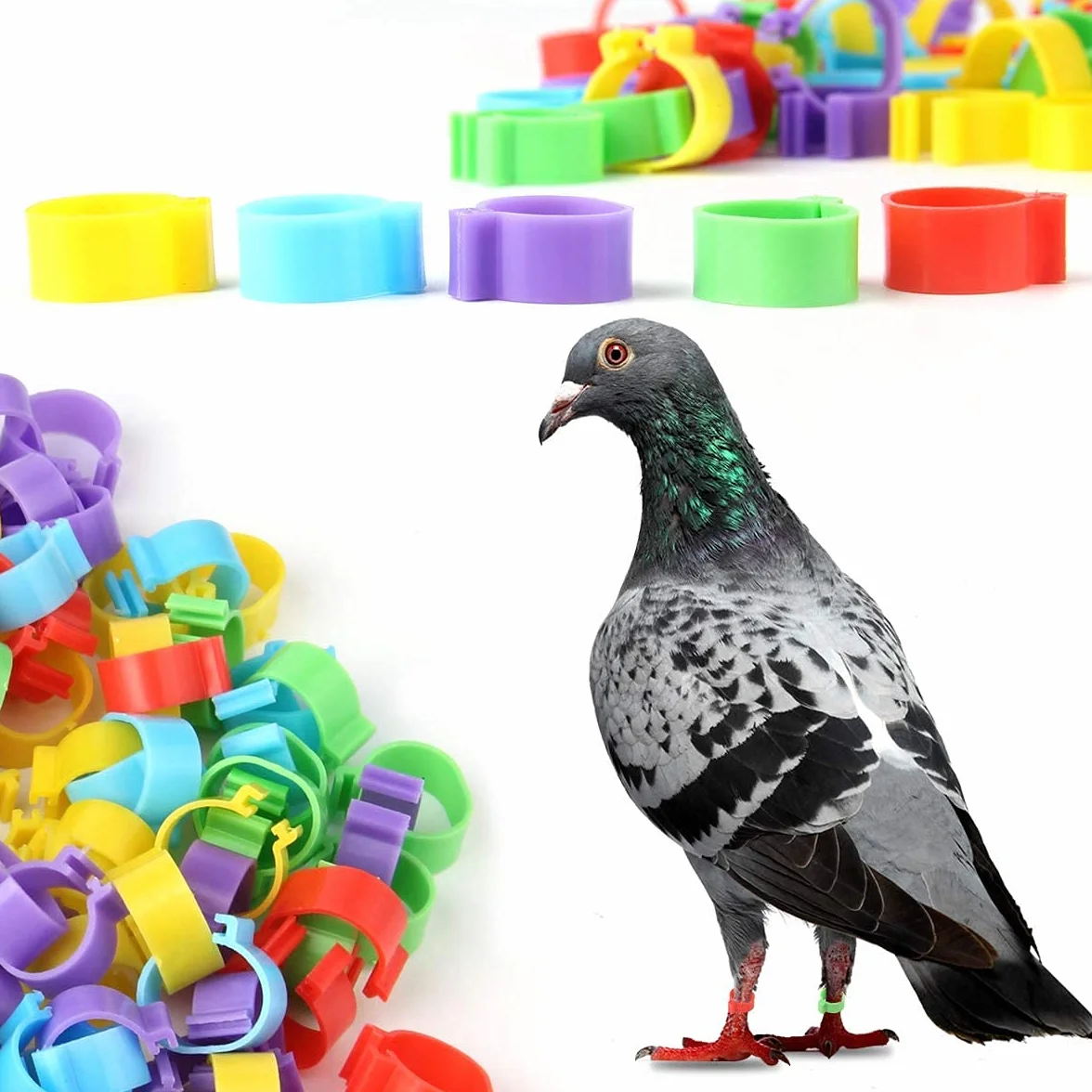 Voarge 60 sztuk plastikowych pierścieni na nogi dla kur, kaczek, kur, gołębi, małych zwierząt, 6 kolorów, łatwe do rozróżnienia