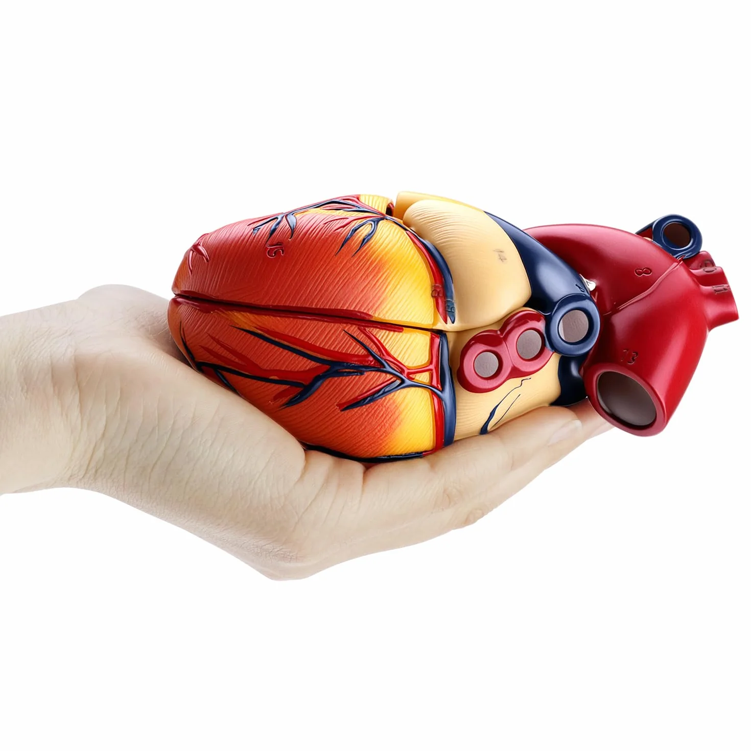 QWORK® Scientific Human Heart Model for Anatomy, 2-częściowe modele serca naturalnej wielkości z 34 oznaczeniami anatomicznymi i podstawą z PVC do lekcji szkolnych