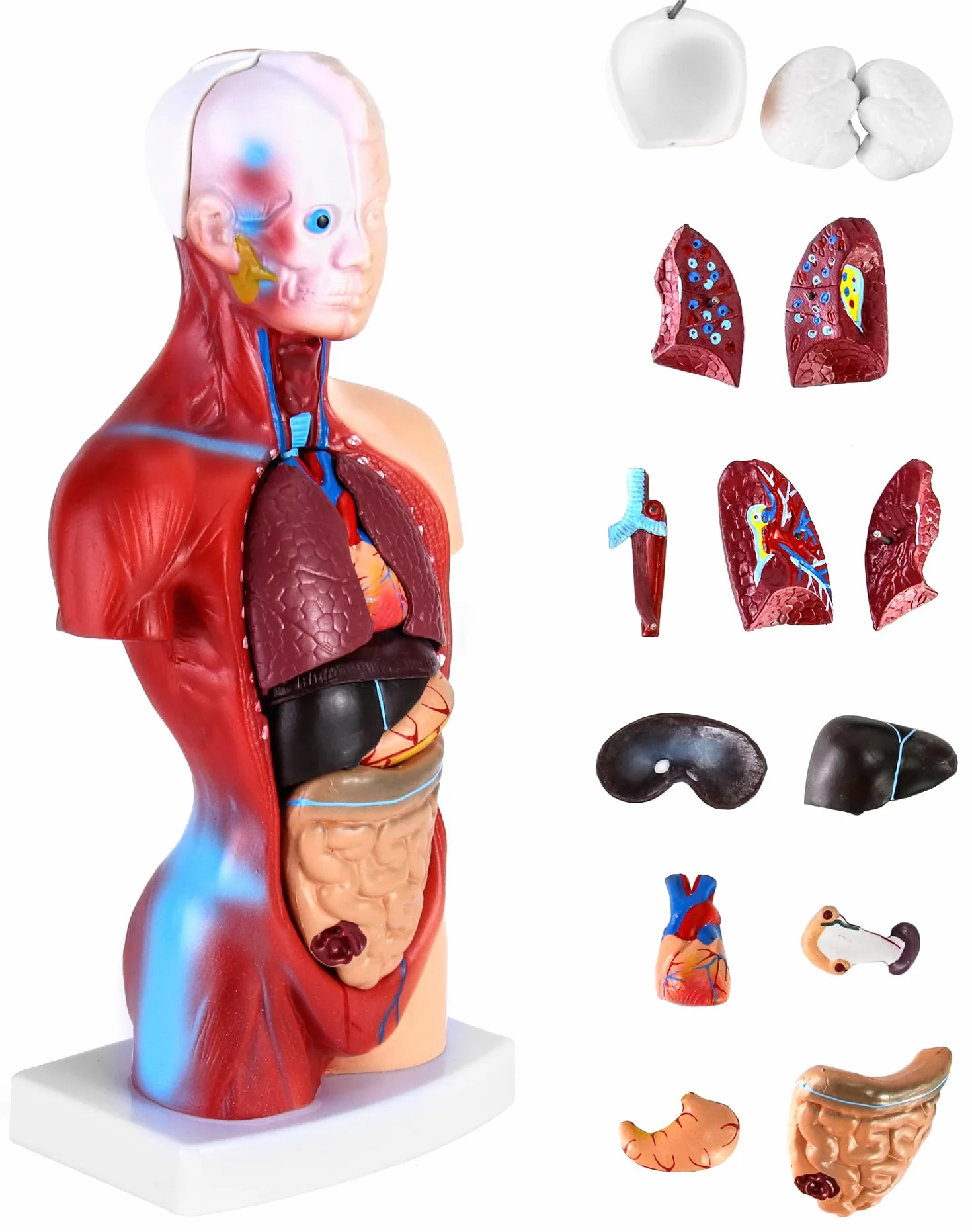 QWORK® 15-częściowy model anatomiczny człowieka-czaszka mózg tułowia i narządy wewnętrzne-dla studentów medycyny, lekarzy i nauczycieli-28 cm