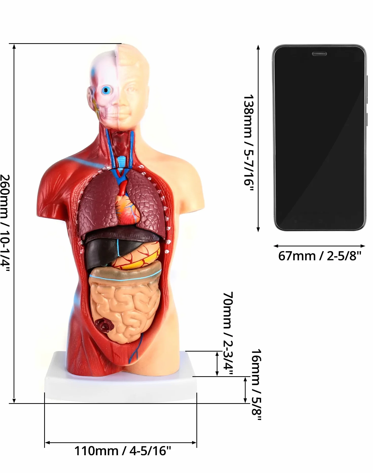 QWORK® 15-częściowy model anatomiczny człowieka-czaszka mózg tułowia i narządy wewnętrzne-dla studentów medycyny, lekarzy i nauczycieli-28 cm