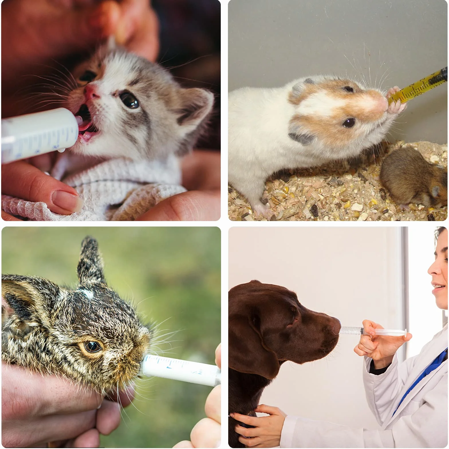 cobee Plastikowa strzykawka z tworzywa sztucznego, do karmienia, podlewania, odmierzania składników odżywczych, do laboratoriów naukowych, eksperymentów z aplikacją kleju, 6 szt., 20 ml