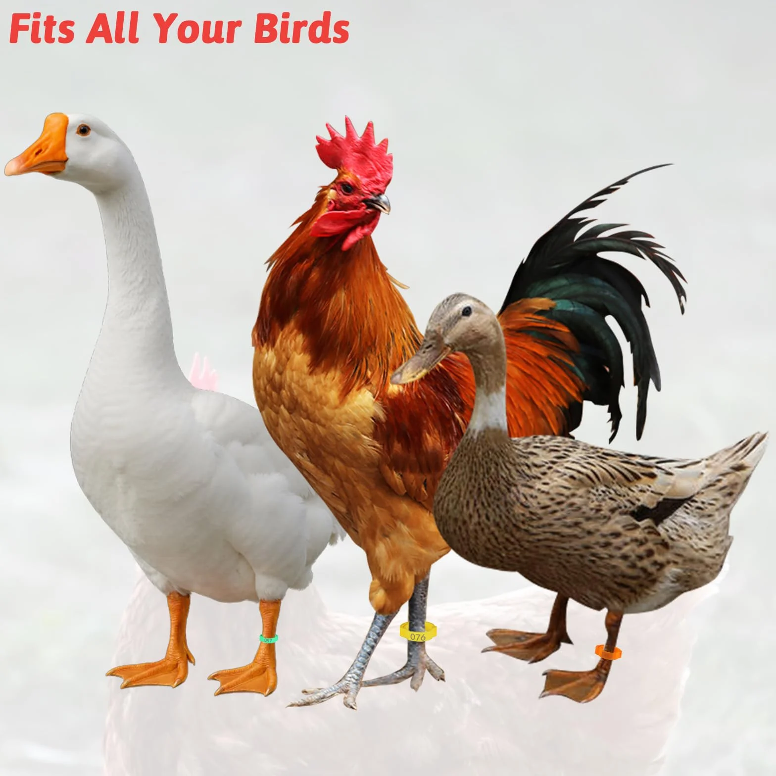 SHENLIU 100 sztuk pierścieni na nogi drobiu, ponumerowane opaski na nogi kurczaka, wielokolorowe, identyfikacja kurczaka, etykiety do oznaczania małych stóp drobiu