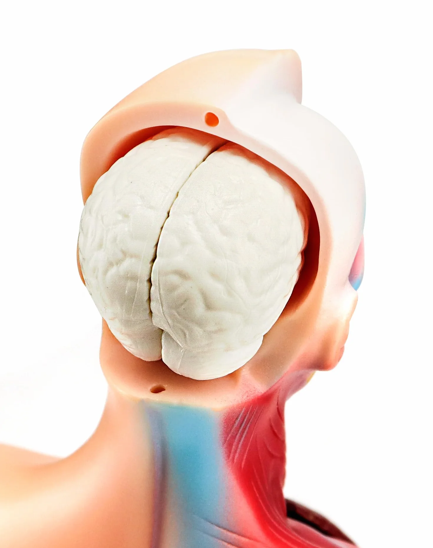 QWORK® 15-częściowy model anatomiczny człowieka-czaszka mózg tułowia i narządy wewnętrzne-dla studentów medycyny, lekarzy i nauczycieli-28 cm