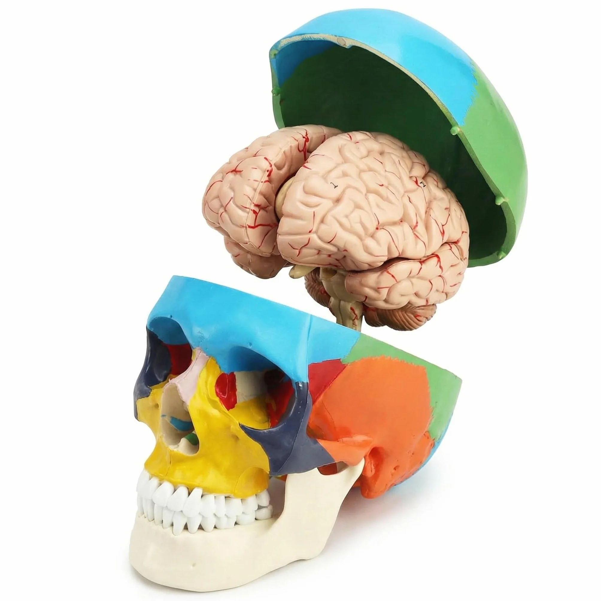 QWORK® 3-częściowy model czaszki i 8-częściowy model mózgu z liczbami, model anatomiczny naturalnej wielkości 1:1 do nauczania medycyny