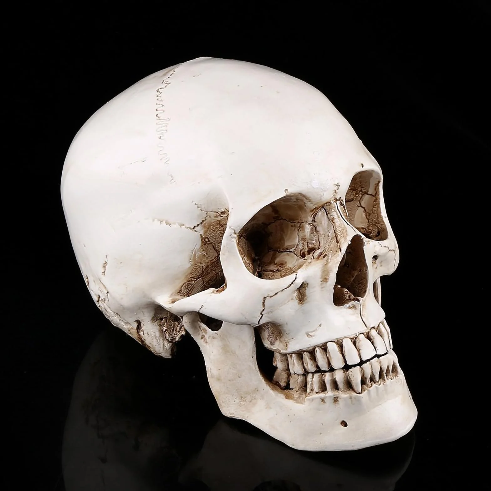 Realistyczna Replika Czaszki Ludzkiej, Biała żywica, z Ruchomą Szczęką, Model Anatomiczny na Halloween