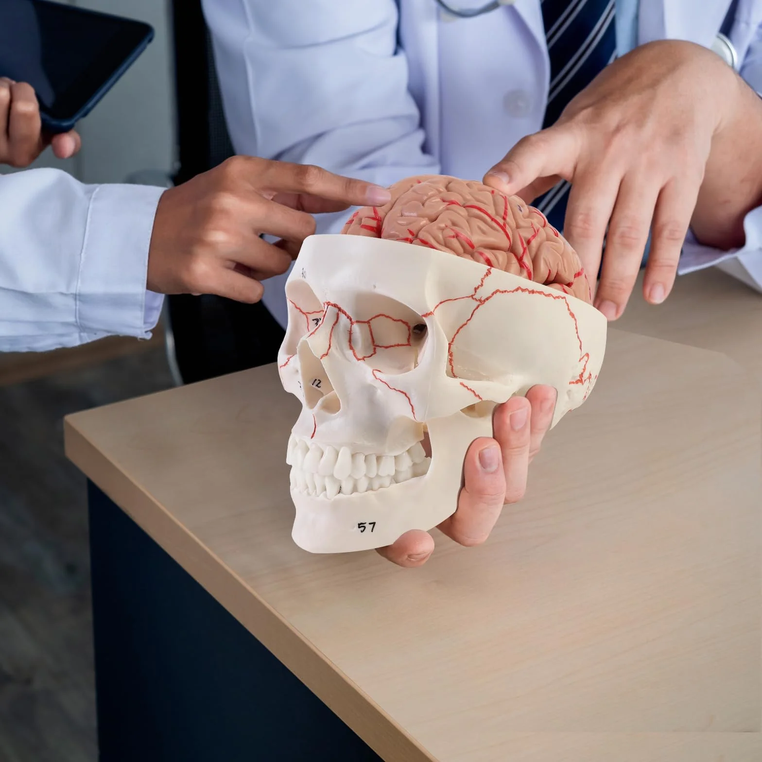 ERWEY anatomiczny model czaszki i mózgu, Anatomiczny ludzki model głowy z mózgiem i grawerowanym laserowo tekstem, w skali 1:1, Zdejmowana dorosła ludzka czaszka z 8 częściami