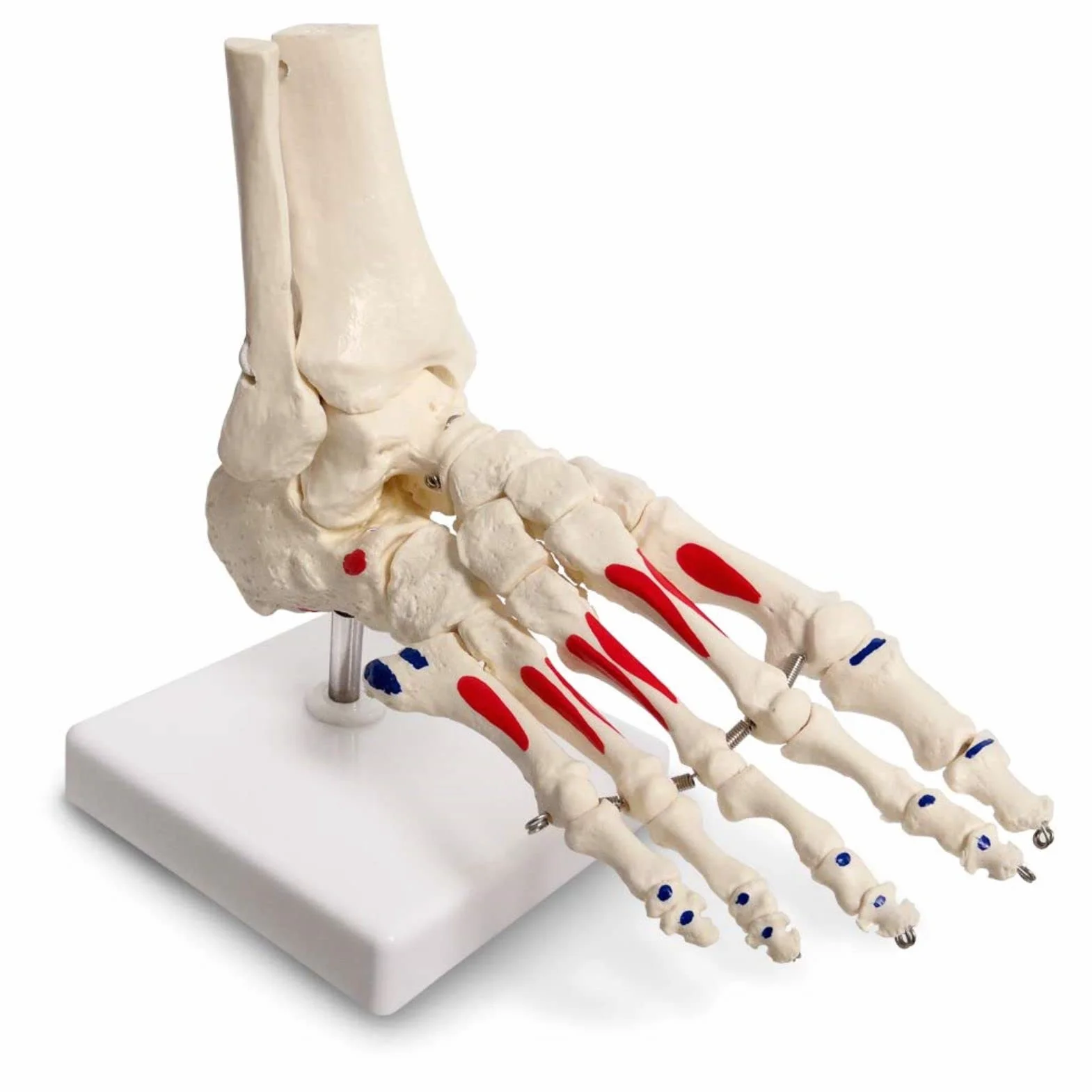 EVOTECH SCIENTIFIC Ludzki model stóp i kolaczków, wielkość życia z pochodzeniem mięśni i podejściami, malowany, medyczny model szkieletu stóp anatomii z fibula tibia, prawy, w pełni ruchomy