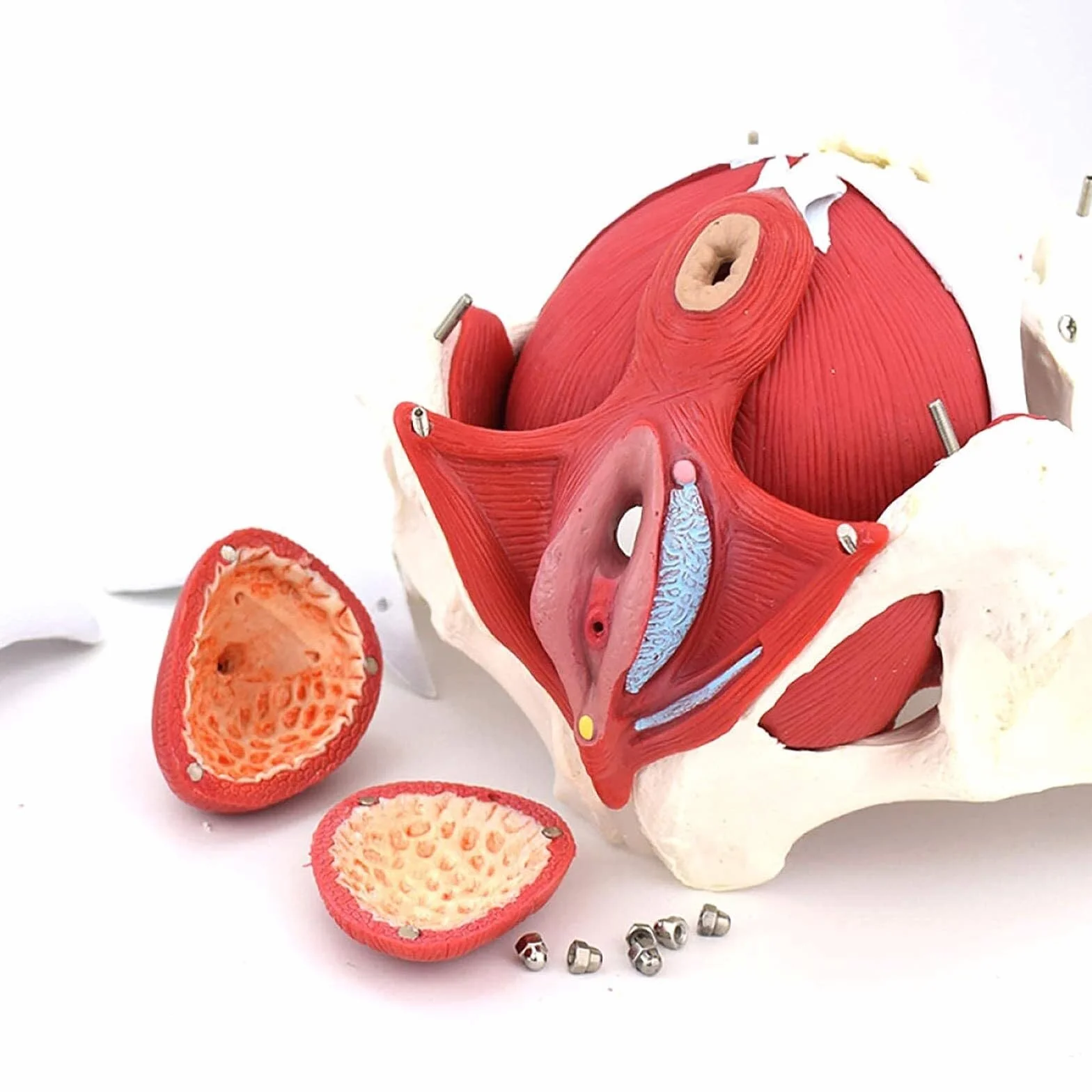 Anatomiczna medyczna kobieca miednica ze zdejmowanymi narządami. Naturalna wielkość kobieca model miednicy dla medycyny i nauczania