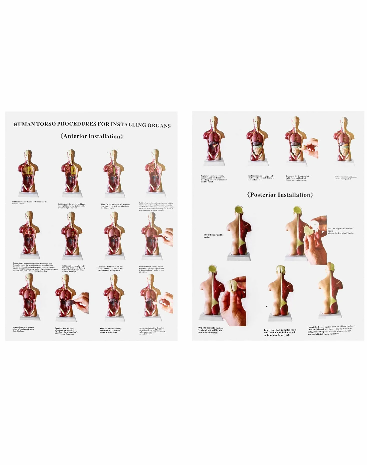 QWORK® 15-częściowy model anatomiczny człowieka-czaszka mózg tułowia i narządy wewnętrzne-dla studentów medycyny, lekarzy i nauczycieli-28 cm