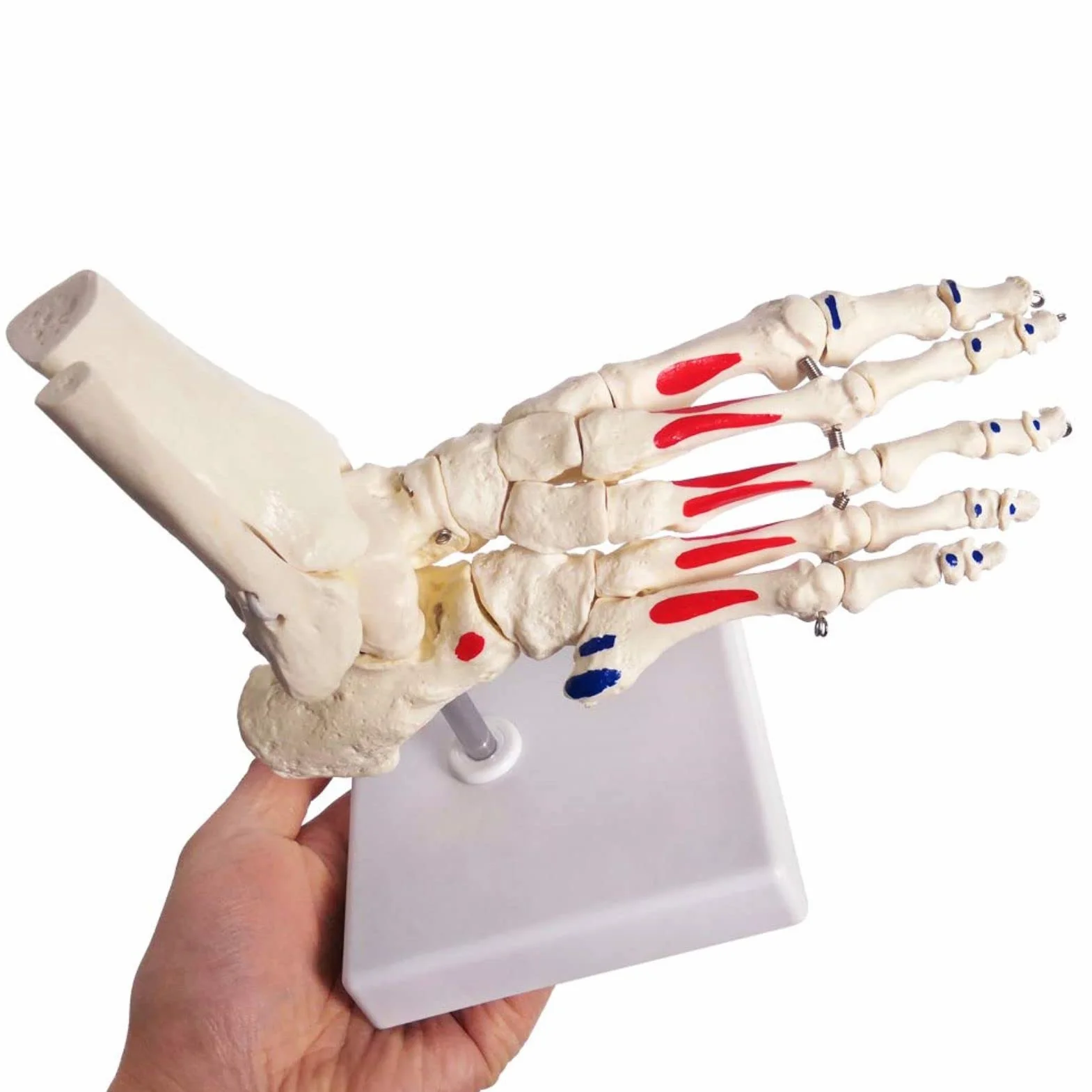 EVOTECH SCIENTIFIC Ludzki model stóp i kolaczków, wielkość życia z pochodzeniem mięśni i podejściami, malowany, medyczny model szkieletu stóp anatomii z fibula tibia, prawy, w pełni ruchomy