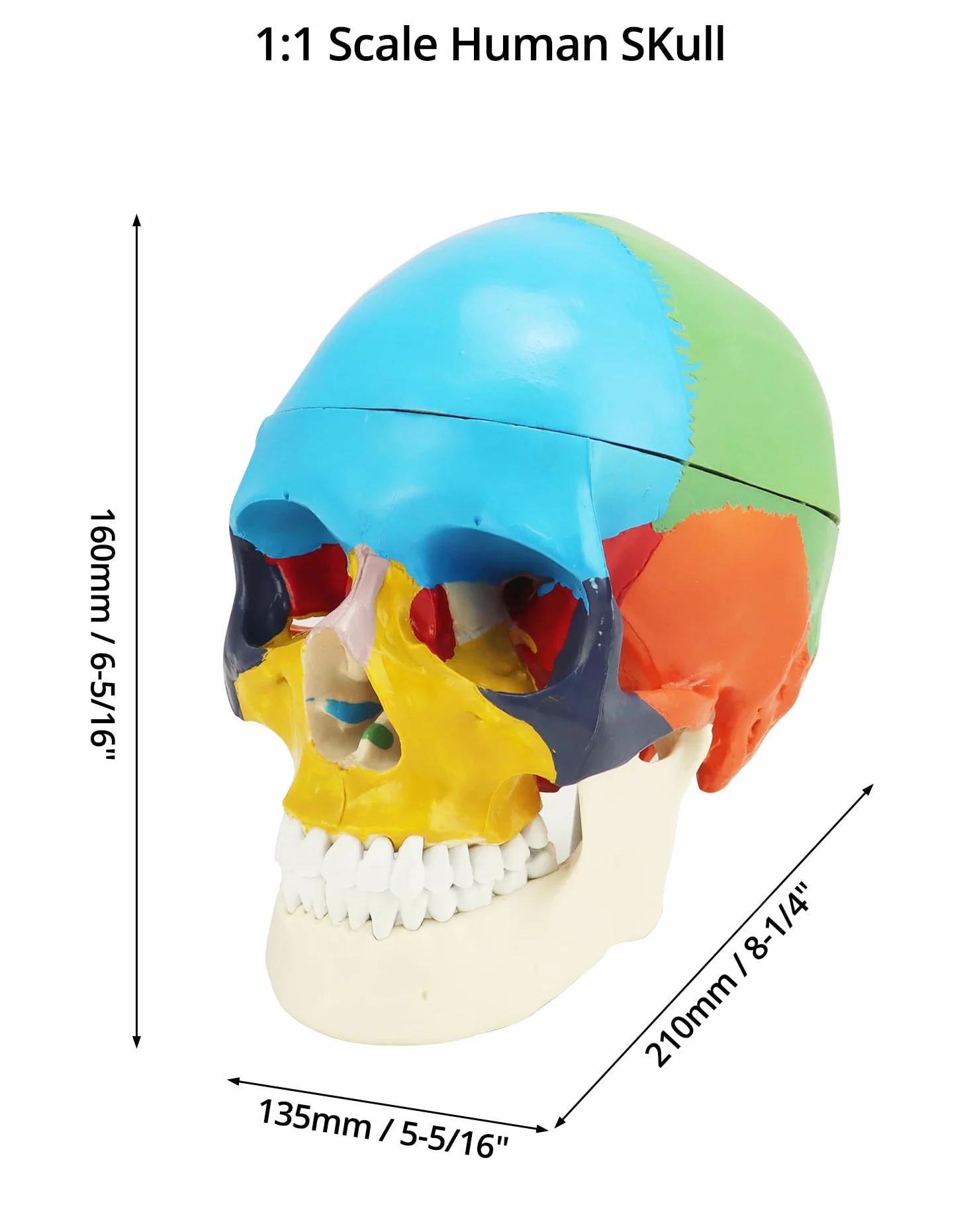 QWORK® 3-częściowy model czaszki i 8-częściowy model mózgu z liczbami, model anatomiczny naturalnej wielkości 1:1 do nauczania medycyny