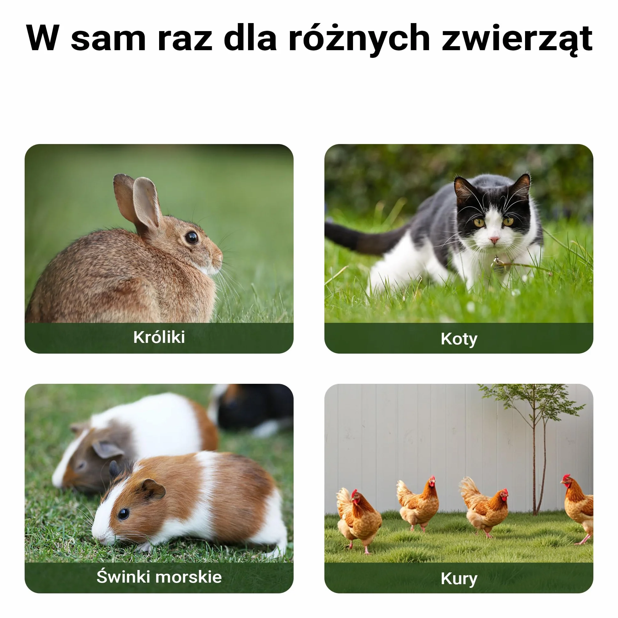 Kurnik Wiltec 1535 x 525 x 685 mm jasnoszary z wolnym wybiegiem i grzędą wykonany z drewna, kurnik z wiatą, siatką i tacą na odchody ocynkowany