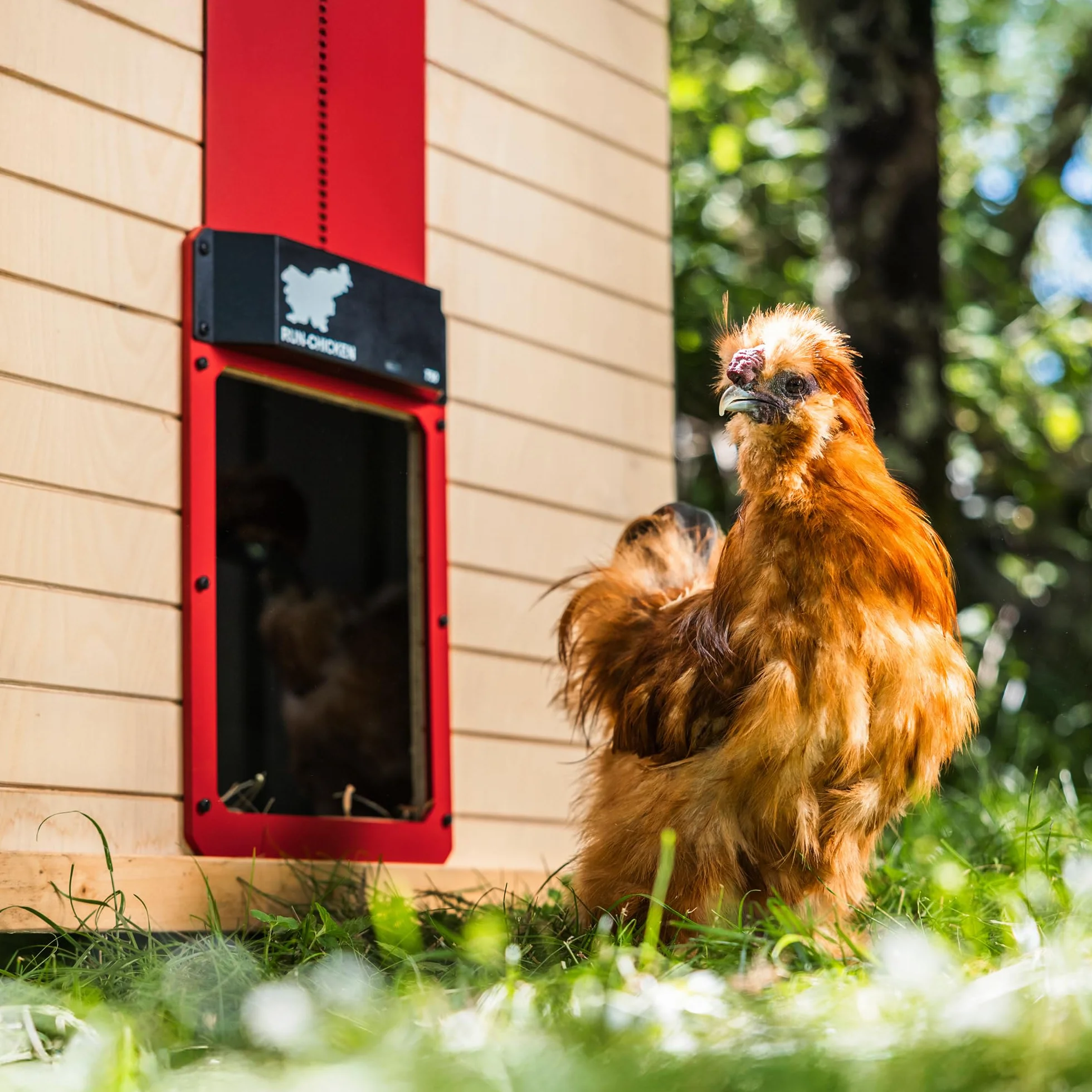 RUN-CHICKEN - Model T50 - Automatyczna brama do kurnika - w pełni aluminiowa - wykrywanie światła - timer otwarcia wieczorem i porannym