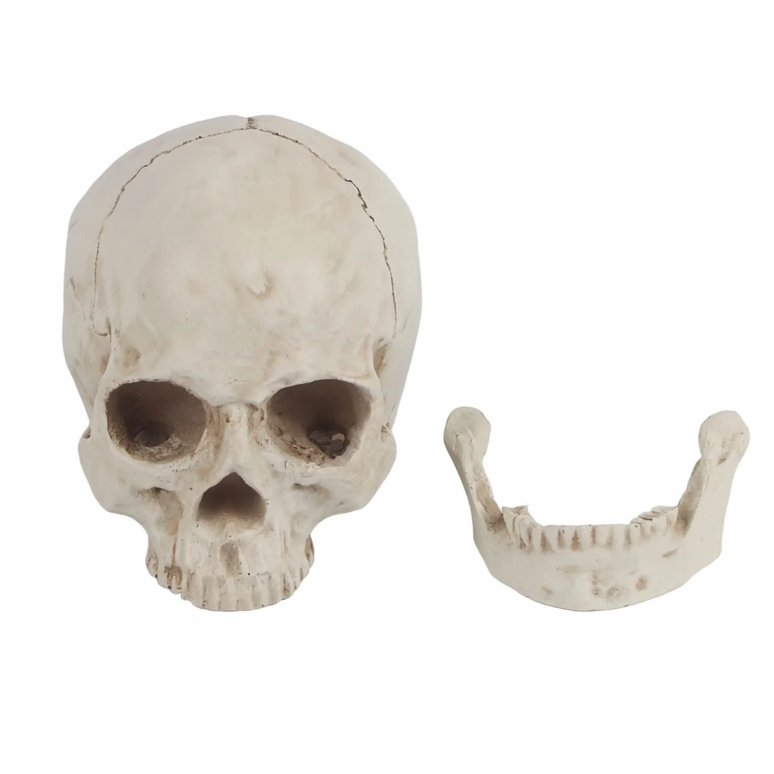 Realistyczna Replika Czaszki Ludzkiej, Biała żywica, z Ruchomą Szczęką, Model Anatomiczny na Halloween
