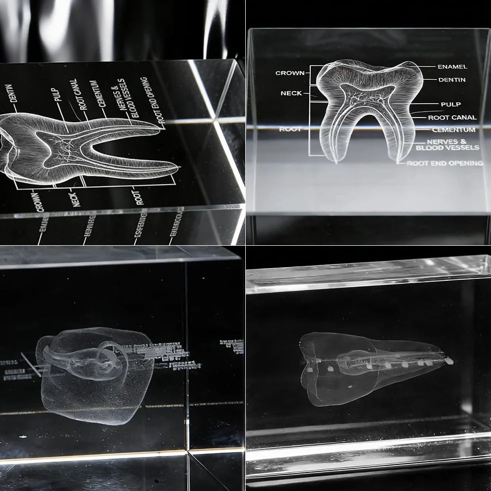 Anatomiczny model z kryształami zębowymi 3D – sześcienny anatomiczny model zębów do medycyny i dekoracji, prezent dla dentystów