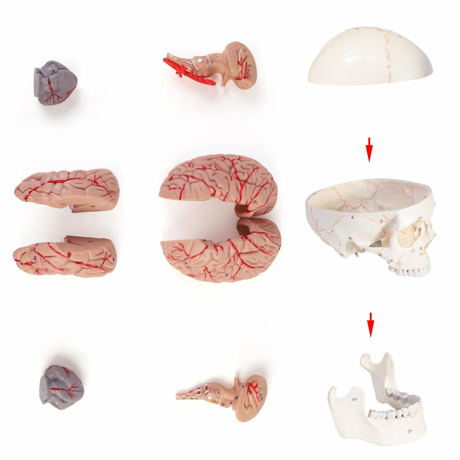 ERWEY anatomiczny model czaszki i mózgu, Anatomiczny ludzki model głowy z mózgiem i grawerowanym laserowo tekstem, w skali 1:1, Zdejmowana dorosła ludzka czaszka z 8 częściami