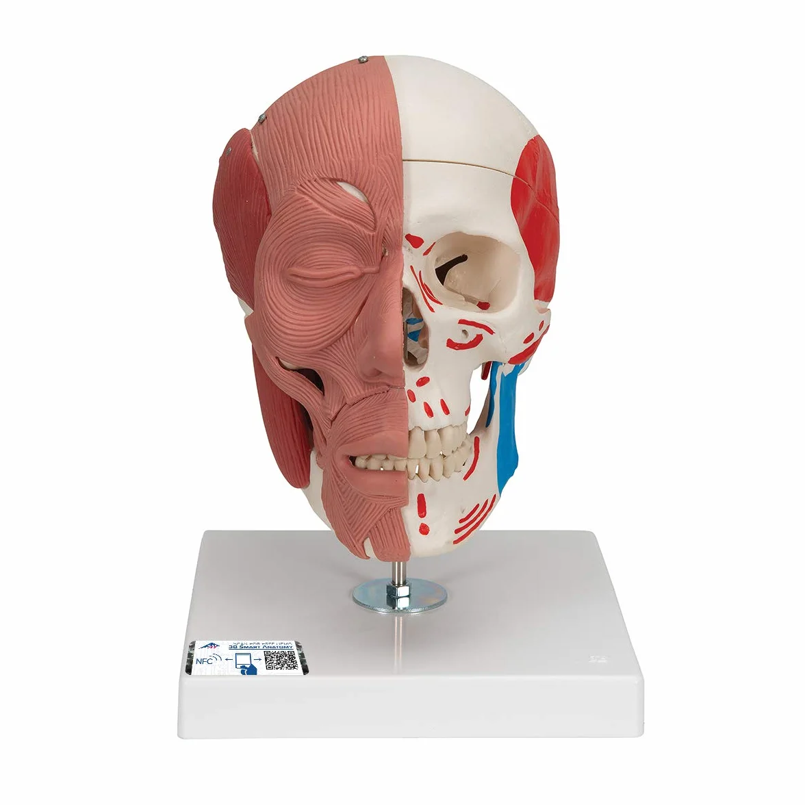 3B Scientific 1020181 Anatomia człowieka - Model czaszki z mięśniami twarzy i połączeniami magnetycznymi + bezpłatne oprogramowanie do anatomii - Inteligentna anatomia 3B
