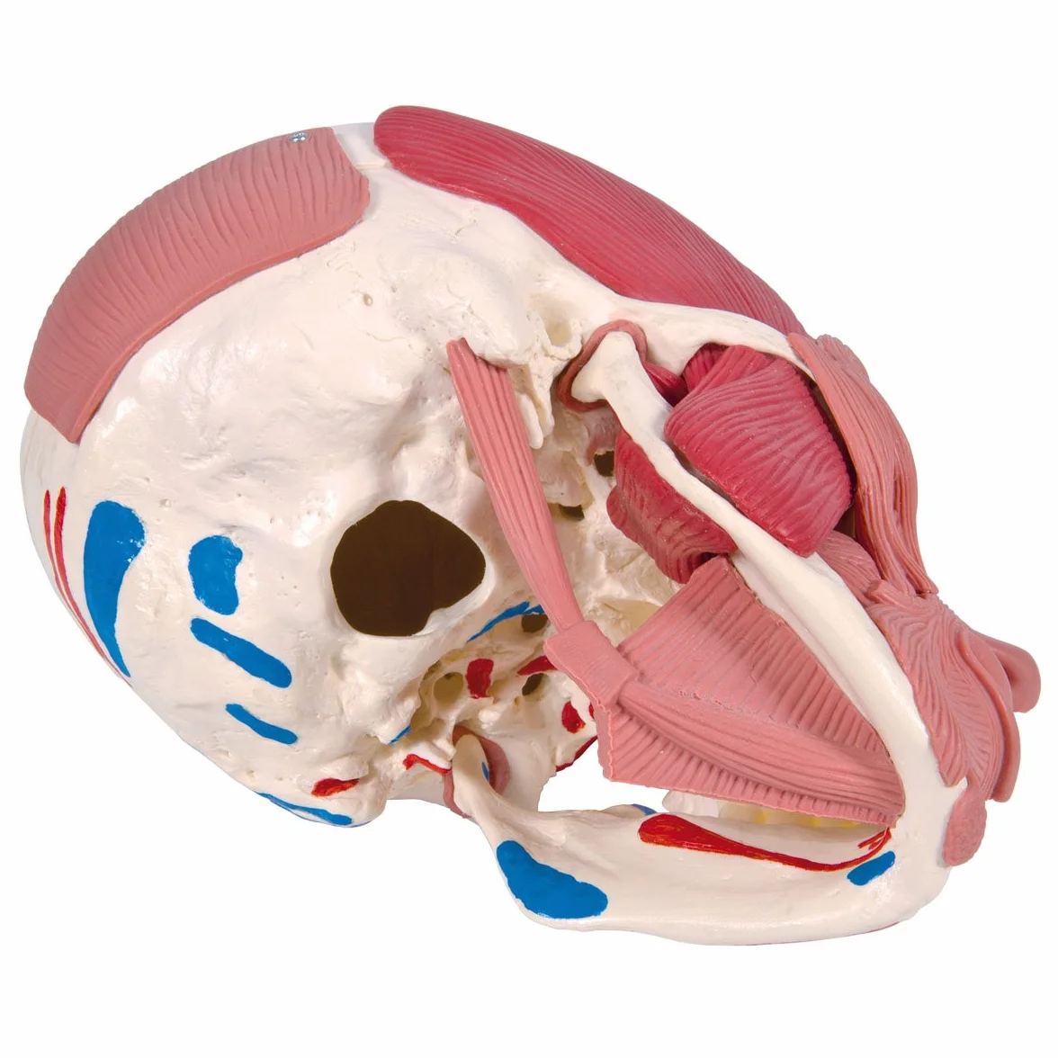 3B Scientific 1020181 Anatomia człowieka - Model czaszki z mięśniami twarzy i połączeniami magnetycznymi + bezpłatne oprogramowanie do anatomii - Inteligentna anatomia 3B