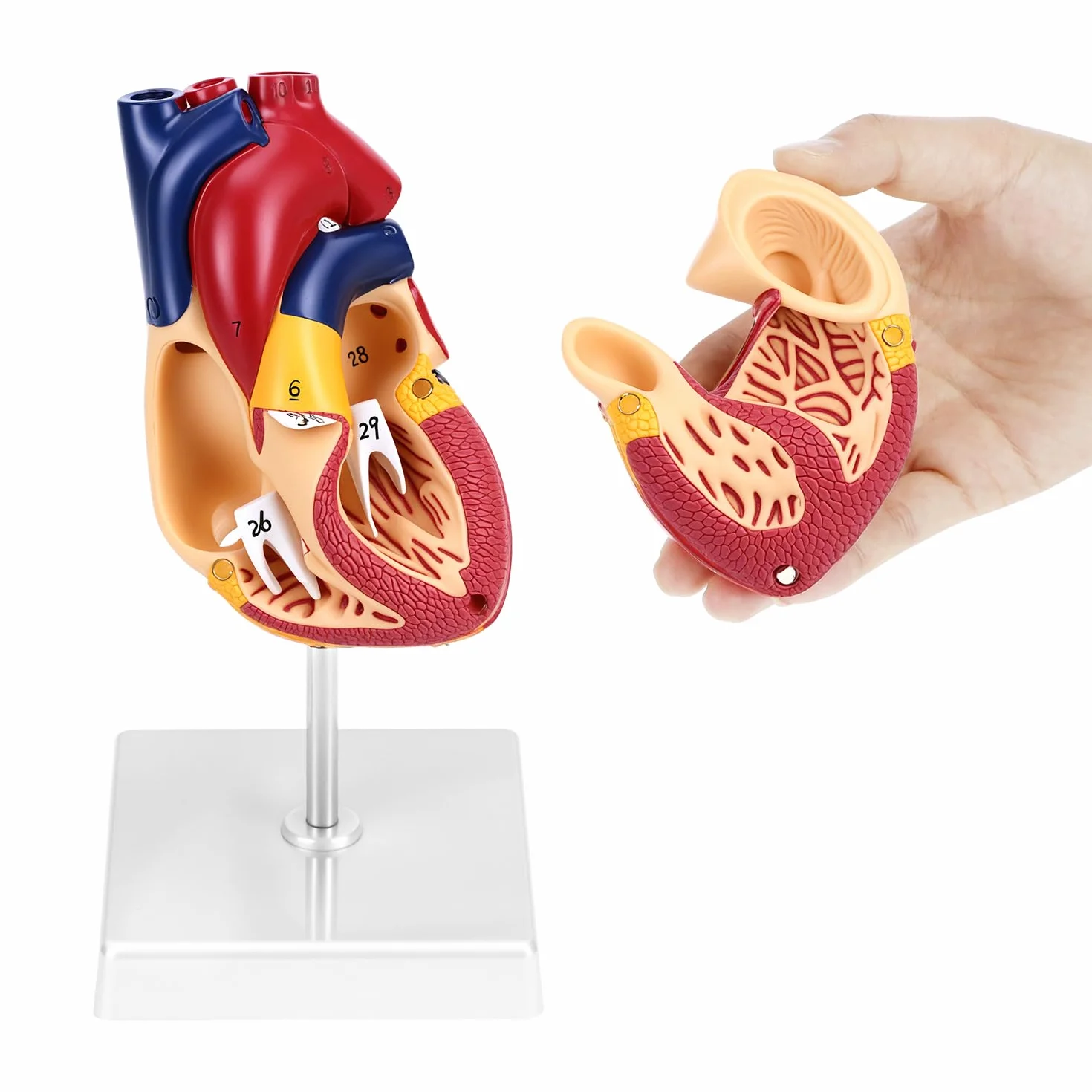 QWORK® Scientific Human Heart Model for Anatomy, 2-częściowe modele serca naturalnej wielkości z 34 oznaczeniami anatomicznymi i podstawą z PVC do lekcji szkolnych