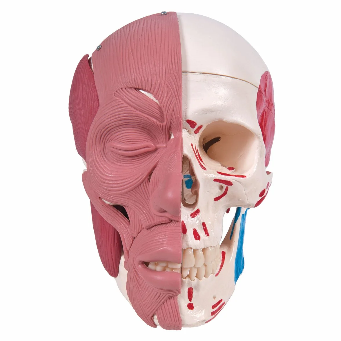 3B Scientific 1020181 Anatomia człowieka - Model czaszki z mięśniami twarzy i połączeniami magnetycznymi + bezpłatne oprogramowanie do anatomii - Inteligentna anatomia 3B