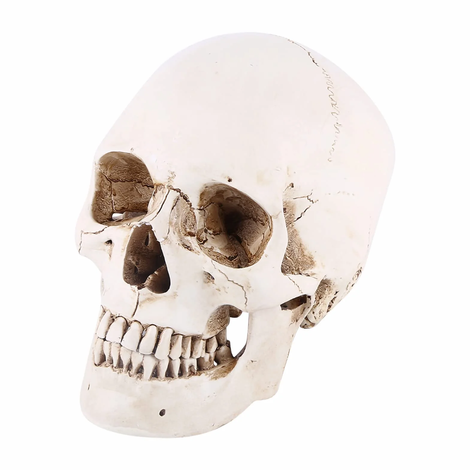Realistyczna Replika Czaszki Ludzkiej, Biała żywica, z Ruchomą Szczęką, Model Anatomiczny na Halloween